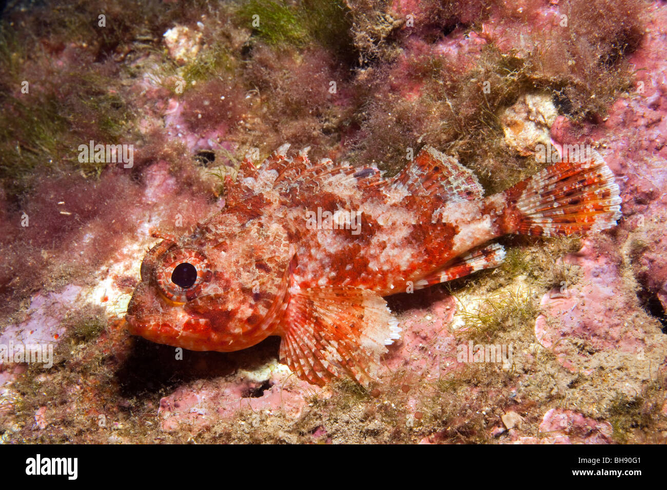 Small Rockfish, Scorpaena notata, Les Ferranelles, Medes Islands, Costa Brava, Mediterranean Sea, Spain Stock Photo