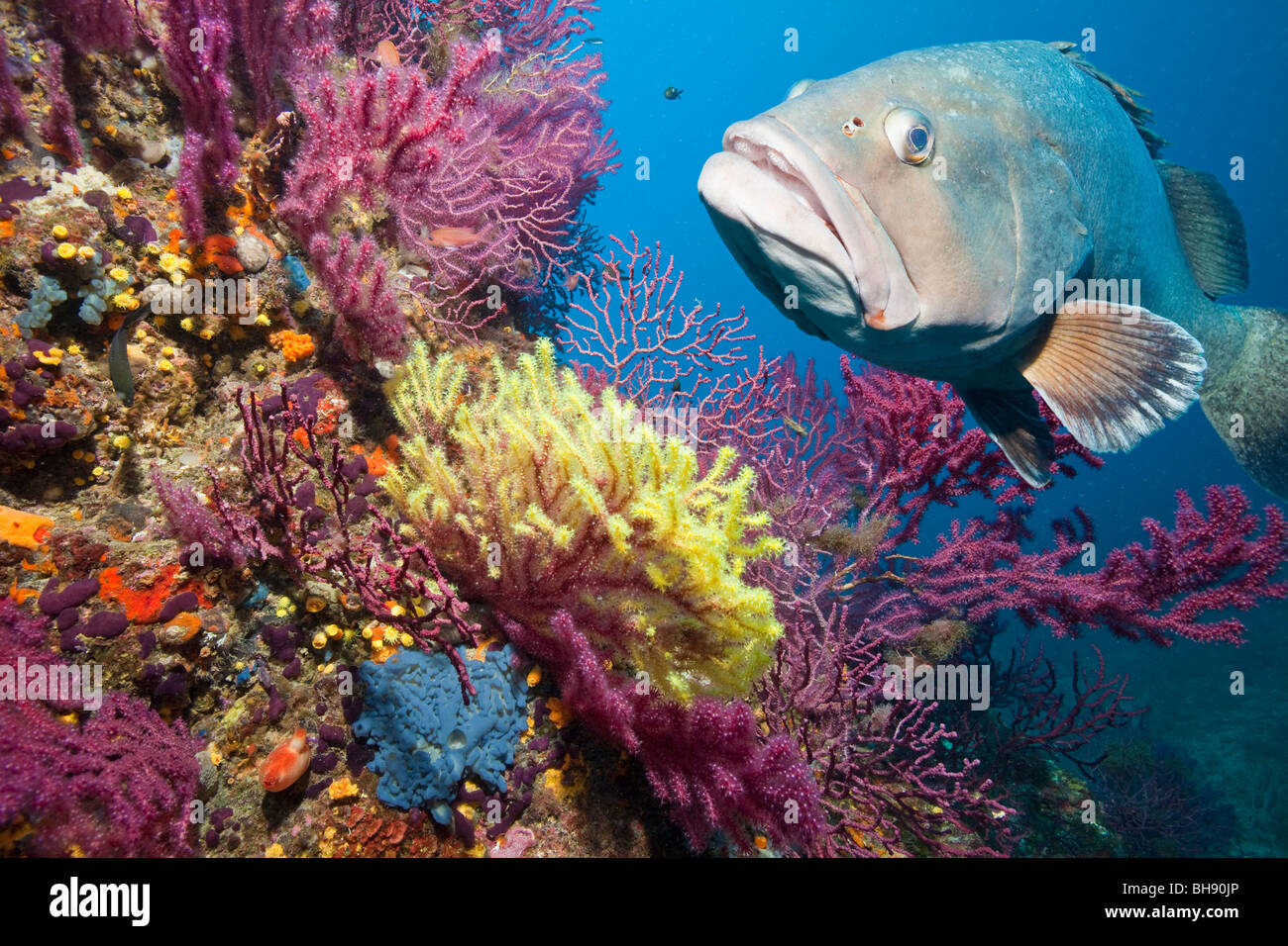 Dusky Grouper in Reef, Epinephelus marginatus, Carall Bernat, Medes Islands, Costa Brava, Mediterranean Sea, Spain Stock Photo