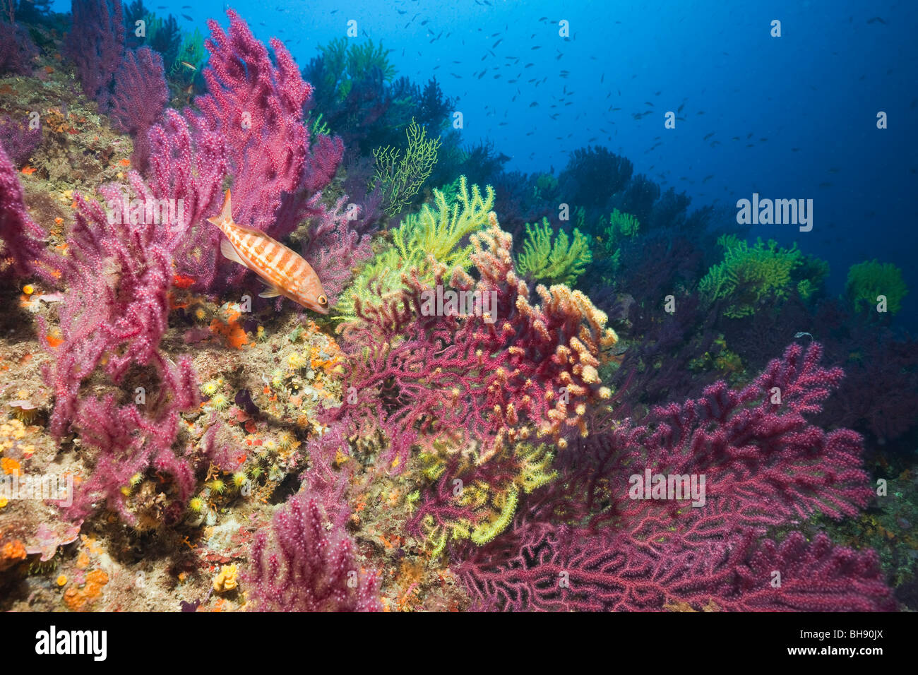 Colorful Reef with Gorgonians, Paramuricea clavata, Carall Bernat, Medes Islands, Costa Brava, Mediterranean Sea, Spain Stock Photo