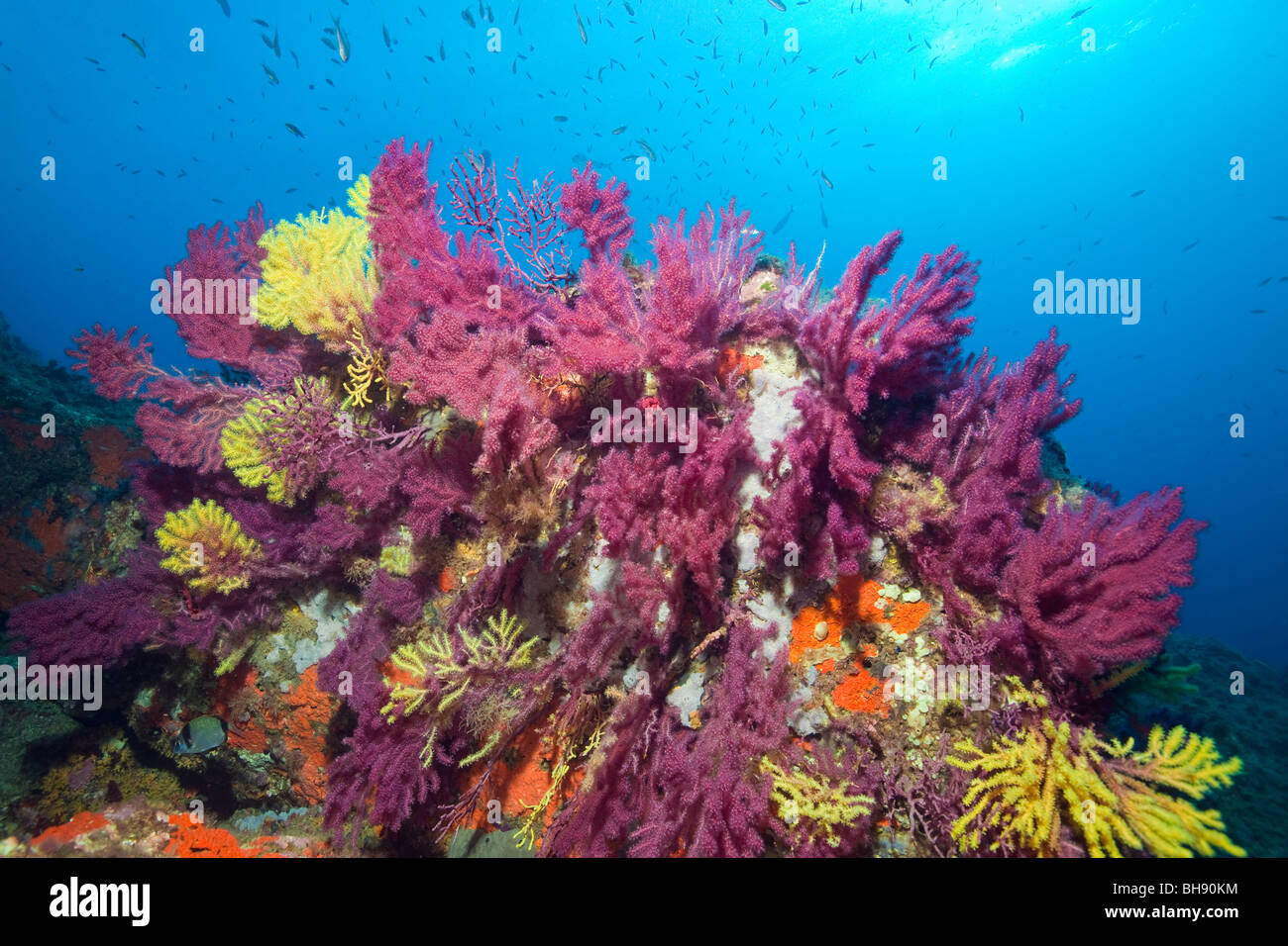 Colorful Reef with Gorgonians, Paramuricea clavata, Carall Bernat, Medes Islands, Costa Brava, Mediterranean Sea, Spain Stock Photo