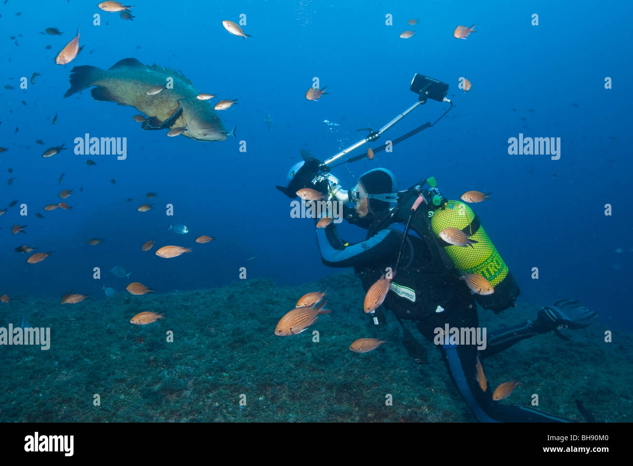 Dusky Grouper and Underwater Photographer Epinephelus marginatus Medes Islands Costa Brava Mediterranean Sea Spain Stock Photo
