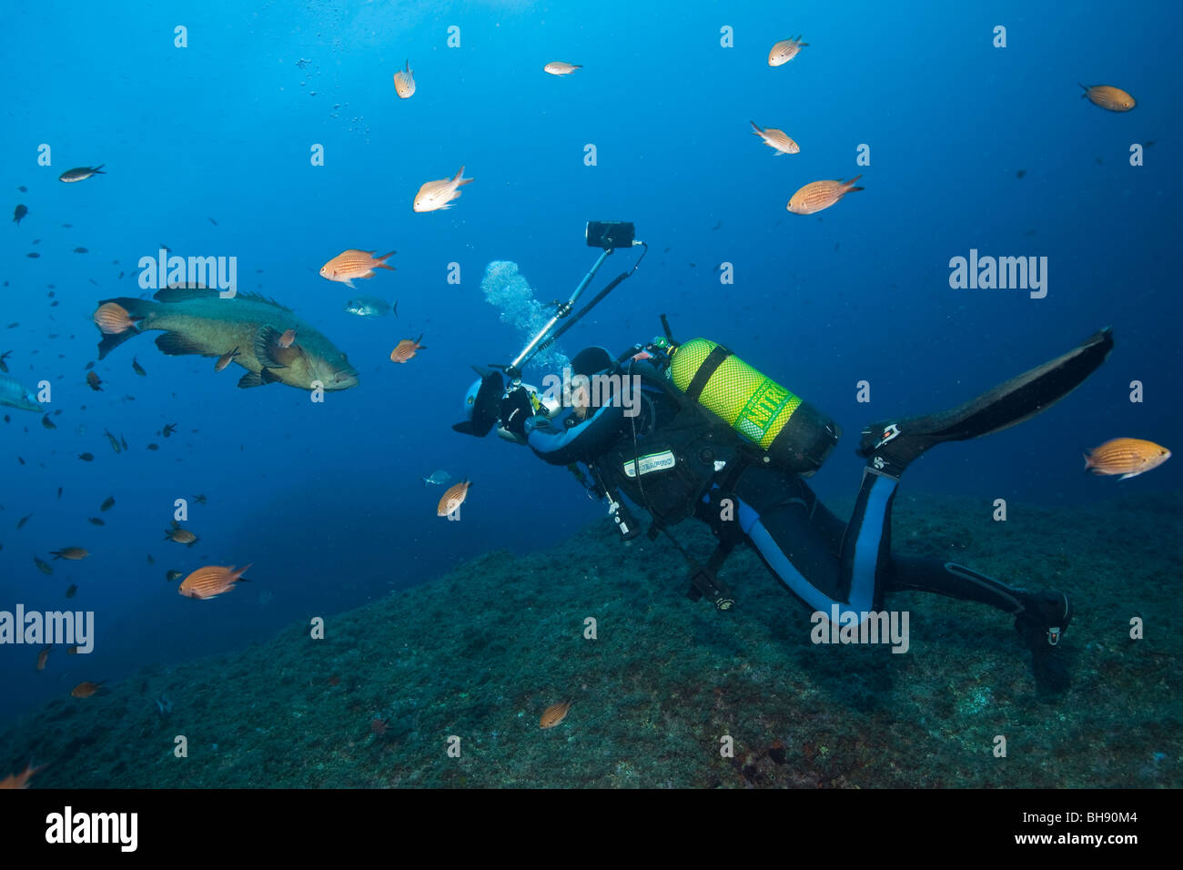 Scuba Diver takes Photo from Dusky Grouper Epinephelus marginatus Medes Islands Costa Brava Mediterranean Sea Stock Photo