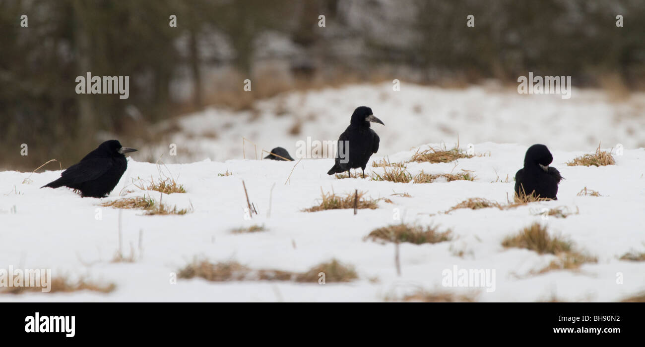 Rooks,Corvus frugilegus, feeding in snowy field, Perthshire, Scotland Stock Photo