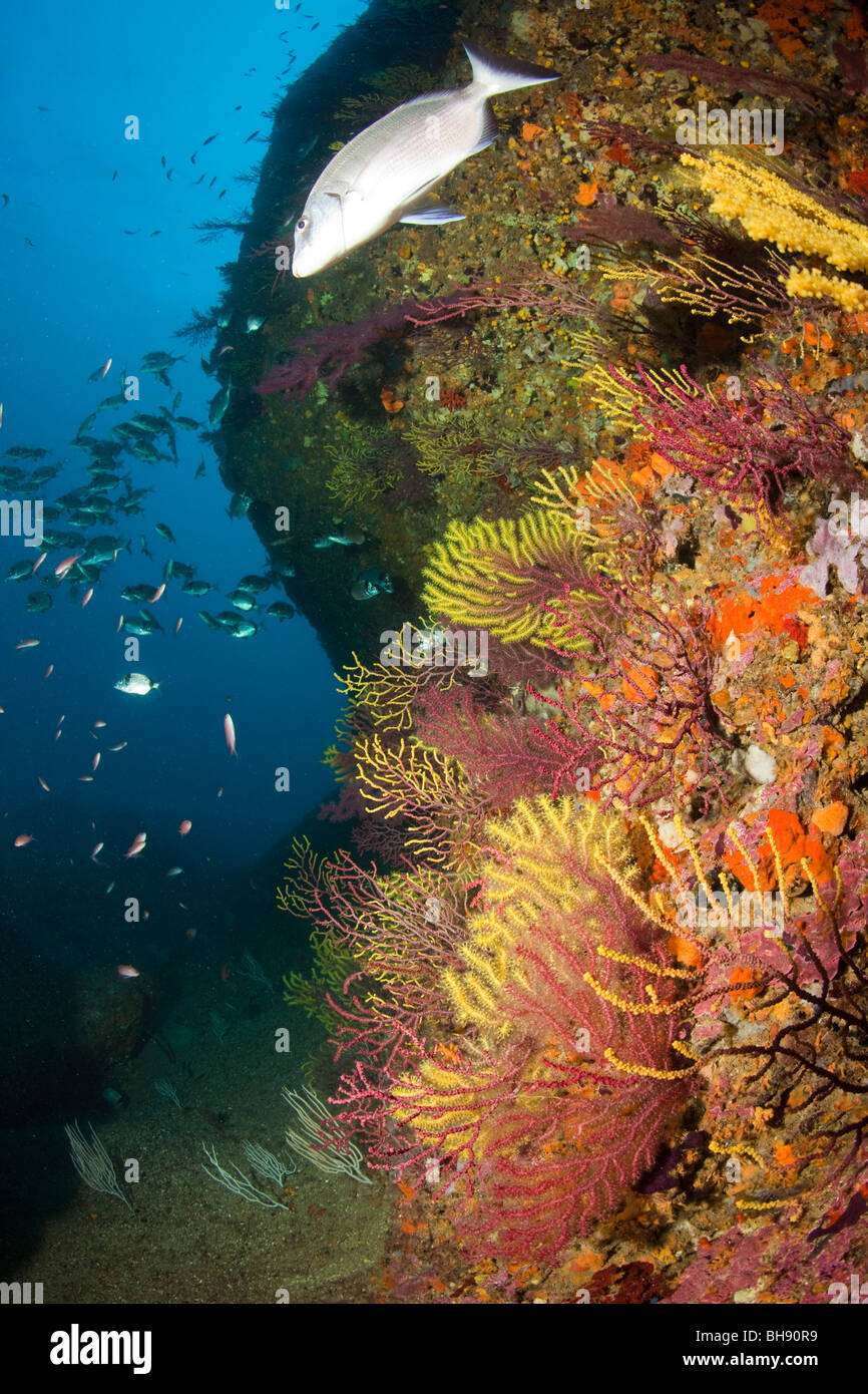 Reef Wall with Gorgonians, Paramuricea clavata, Dofi North, Medes Islands, Costa Brava, Mediterranean Sea, Spain Stock Photo