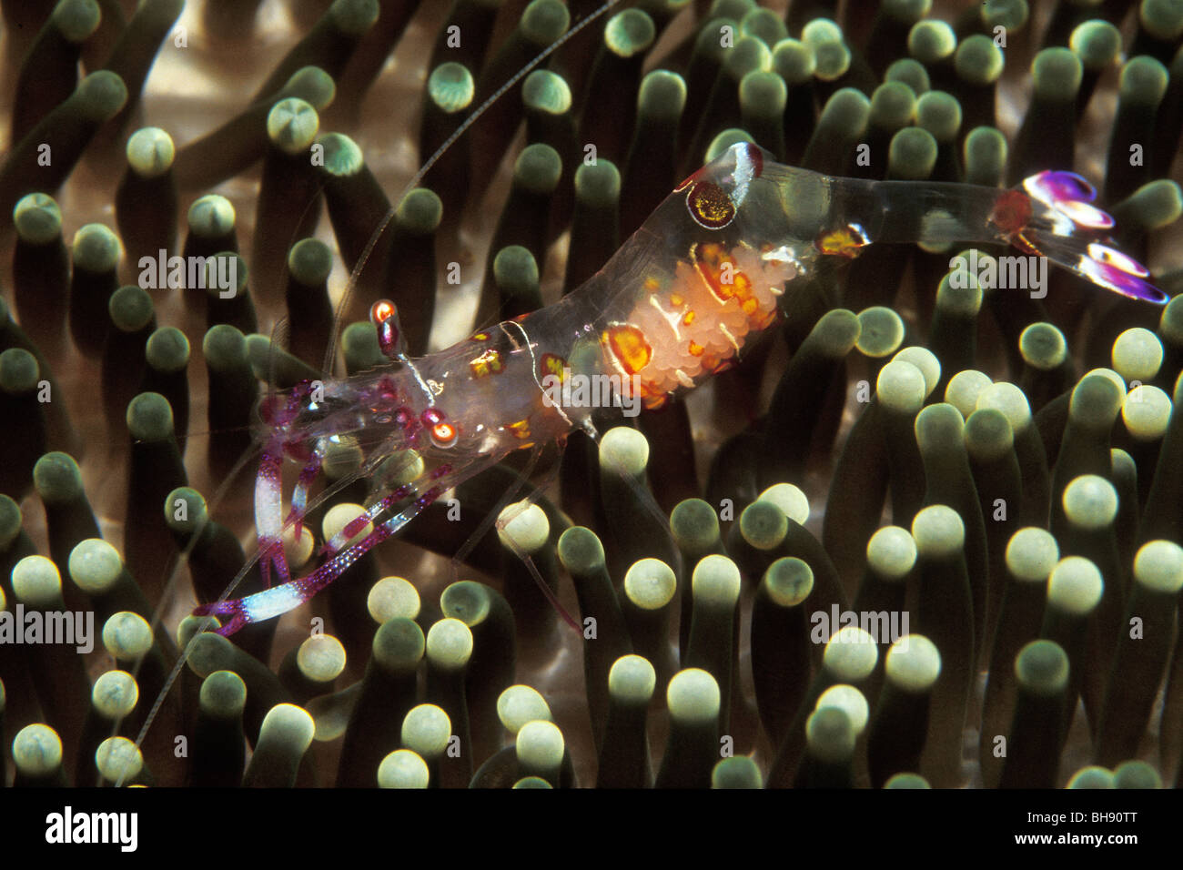 Transparent Commensal Shrimp shows Eggmass in Stomach, Periclimenes tosaensis, Puerto Galera, Mindoro Island, Philippines Stock Photo