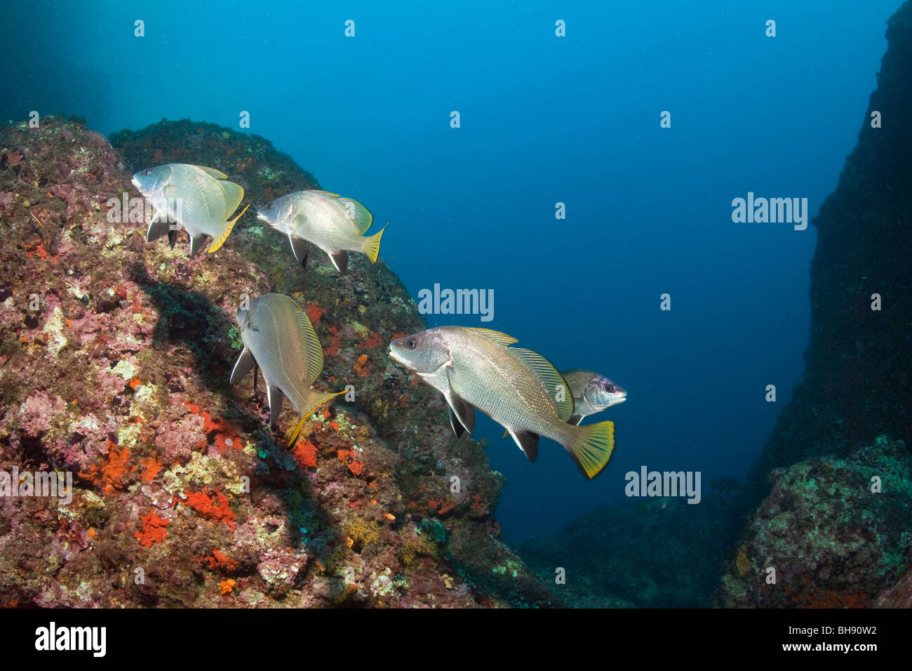 Reef with Brwon Meagre, Sciaena umbra, Dofi North, Medes Islands, Costa Brava, Mediterranean Sea, Spain Stock Photo