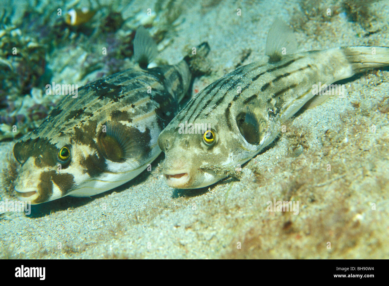 Couple of Striped Puffer, Arothron manilensis, Puerto Galera, Mindoro Island, Philippines Stock Photo