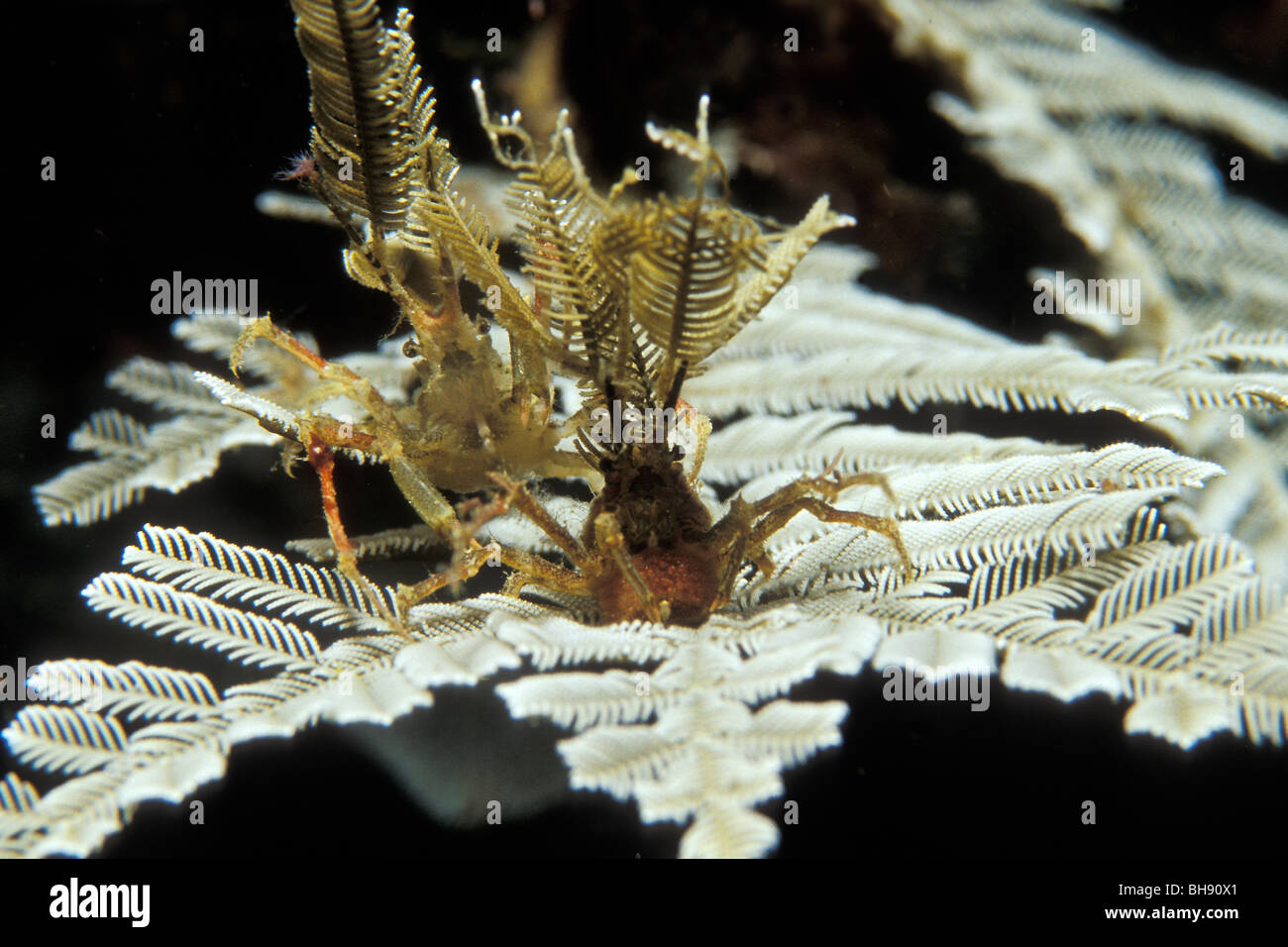 Couple of Spider Crabs, Hyastenus bispinosus, Puerto Galera, Mindoro Island, Philippines Stock Photo