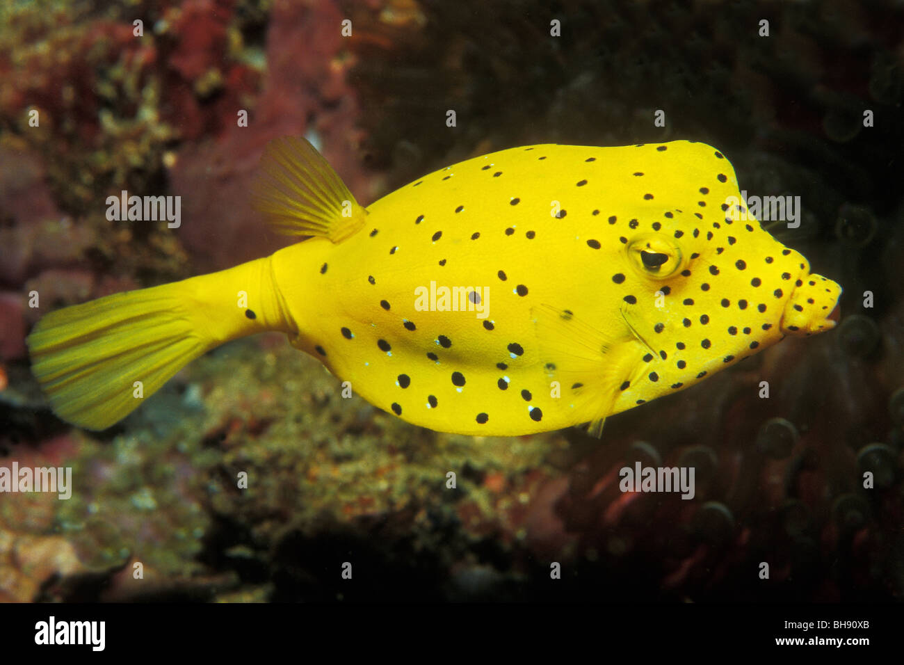 Juvenile Yellow Boxfish, Ostracion cubicus, Puerto Galera, Mindoro Island, Philippines Stock Photo