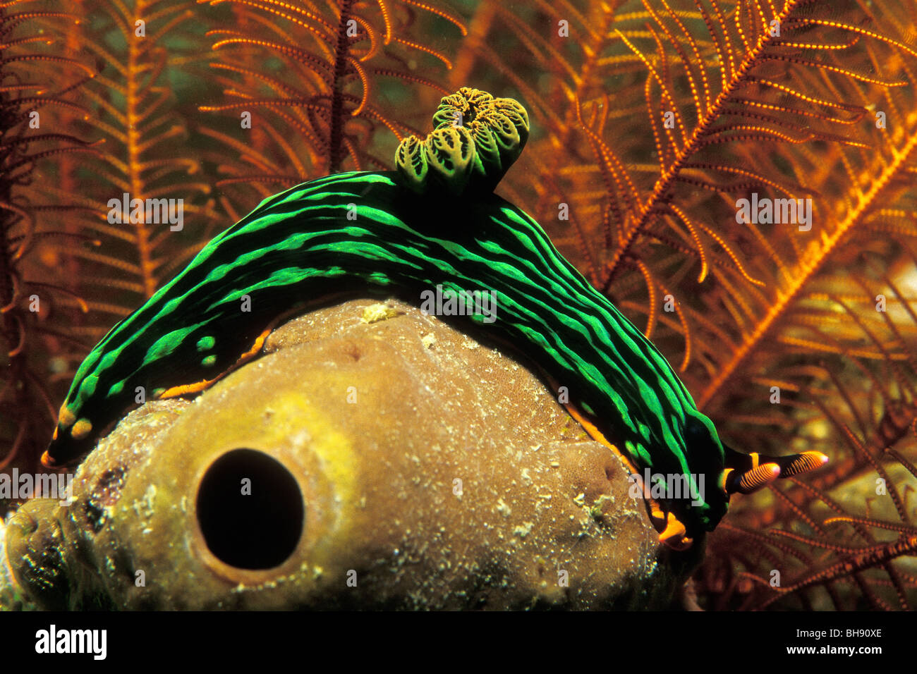 Green Neon Slug, Nembrotha kubaryana, Puerto Galera, Mindoro Island, Philippines Stock Photo