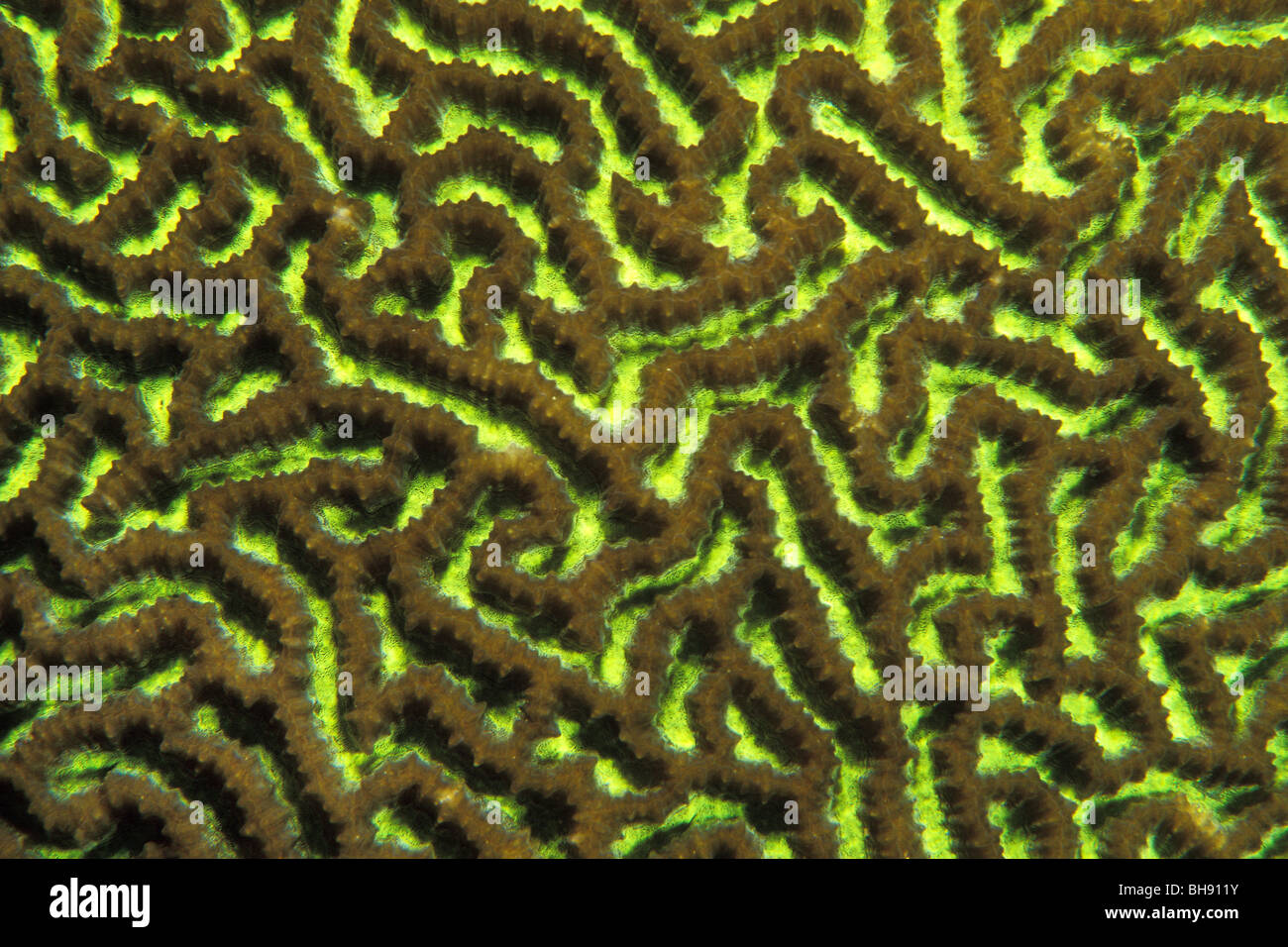Maeander of Brain Coral, Platygyra sp., Manado, Sulawesi, Indonesia Stock Photo