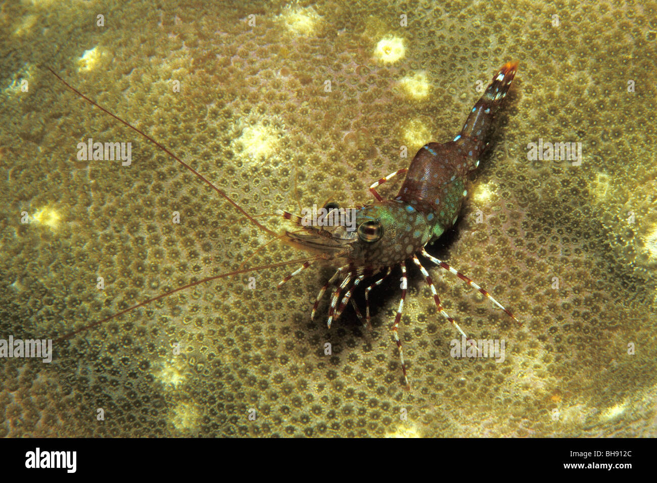 Dancing Shrimp, Cinetorhynchus sp., Puerto Galera, Mindoro Island, Philippines Stock Photo