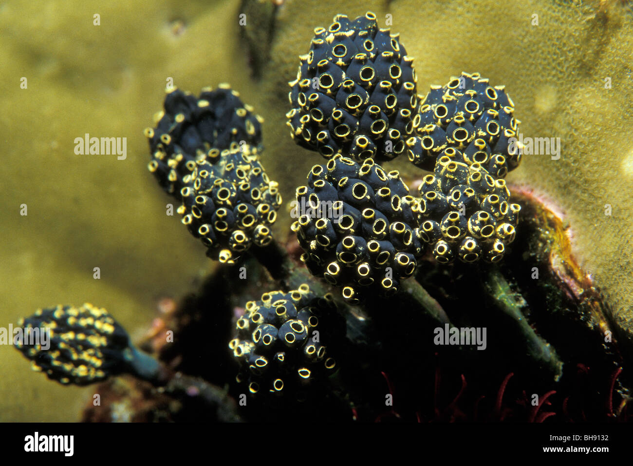Stalked Sea Squirt Colony, Nephtheis fasicularis, Puerto Galera, Mindoro Island, Philippines Stock Photo