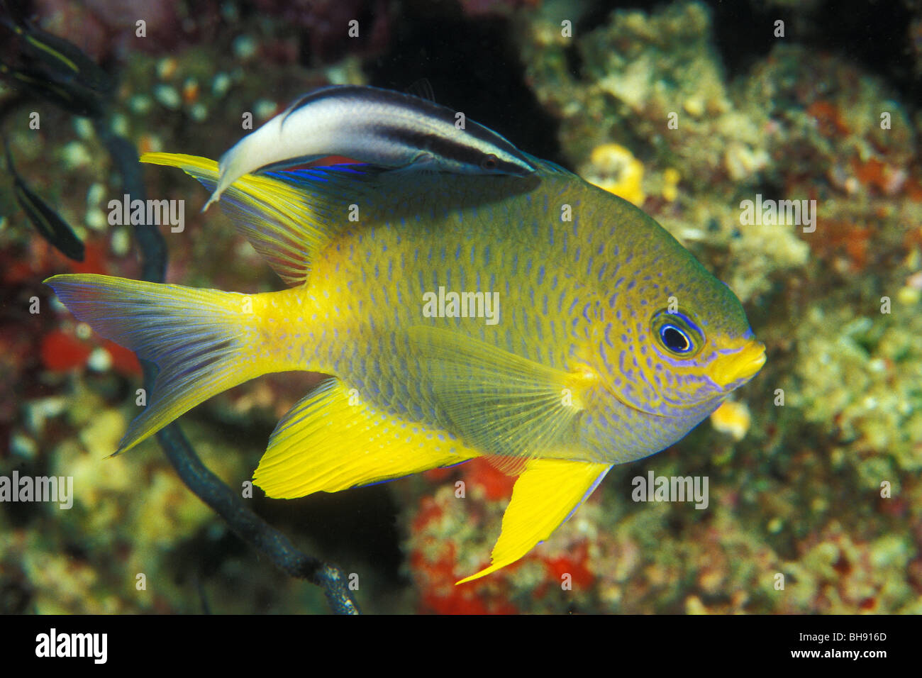 Golden Damsel cleaned by Cleaner Wrasse, Amblyglyphidodon aureus, Labroides dimidiatus, Manado, Sulawesi, Indonesia Stock Photo