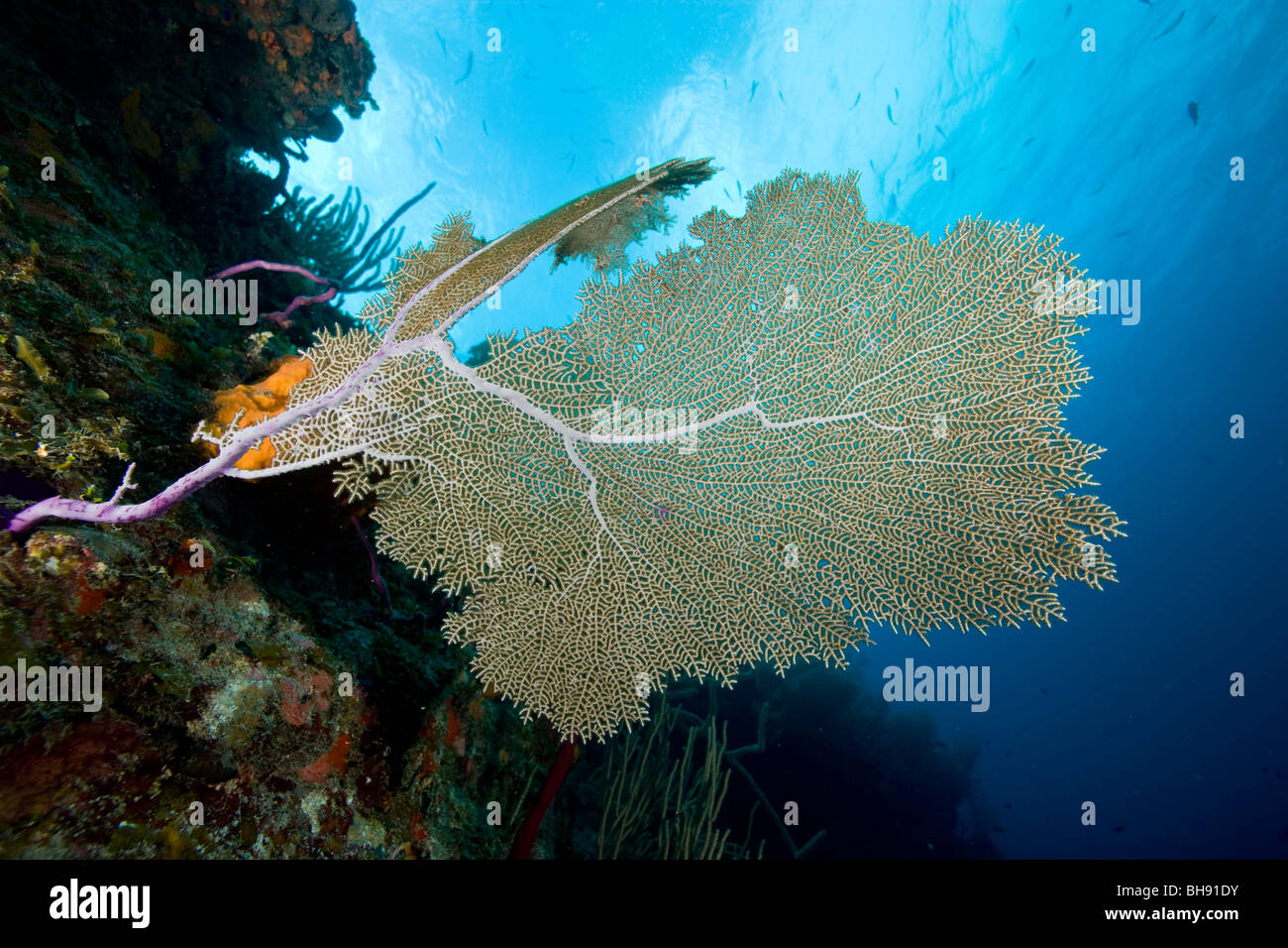 Caribbean Reef with Venus Sea Fan, Gorgonia ventalina, Santa Lucia, Caribbean Sea, Cuba Stock Photo