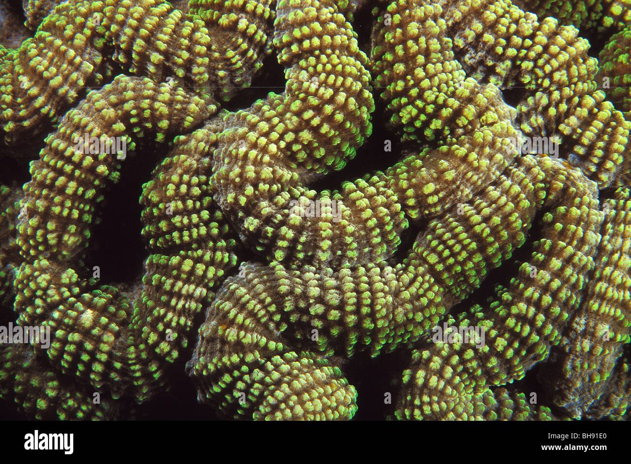 Polyps of Lobophyllia Corals, Lobophyllia sp., Manado, Sulawesi, Indonesia Stock Photo