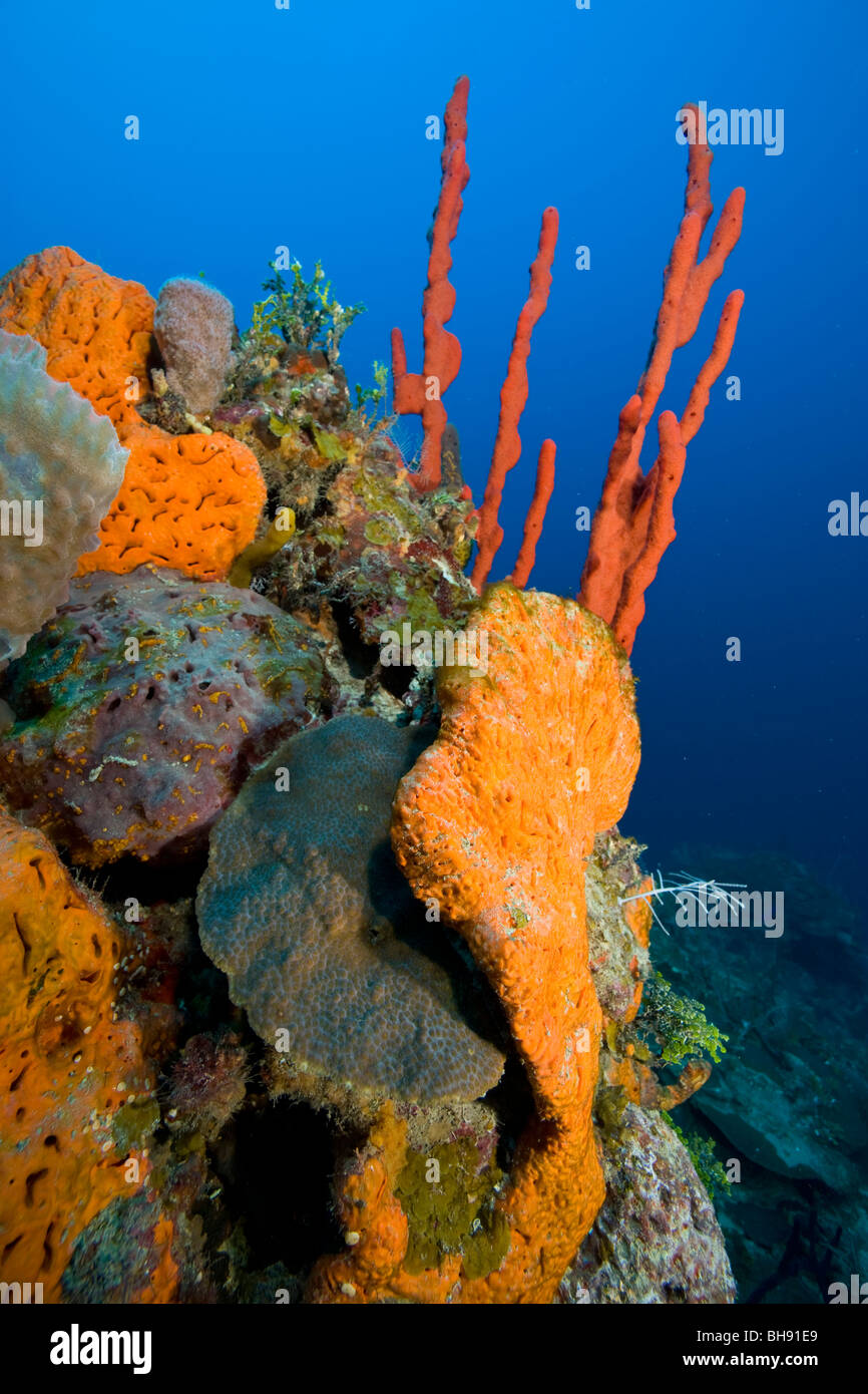 Orange Elephant Ear Sponge and Red Finger Sponge, Agelas clathrodes