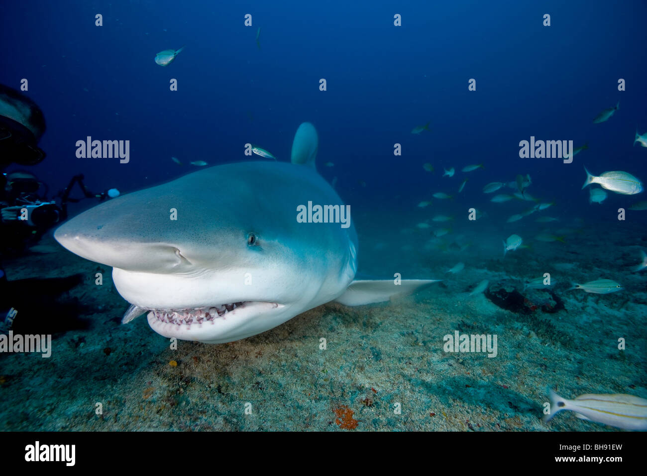 Bull Shark, Zambesi Shark, Carcharhinus Leucas, Santa Lucia, Caribbean Sea, Cuba Stock Photo