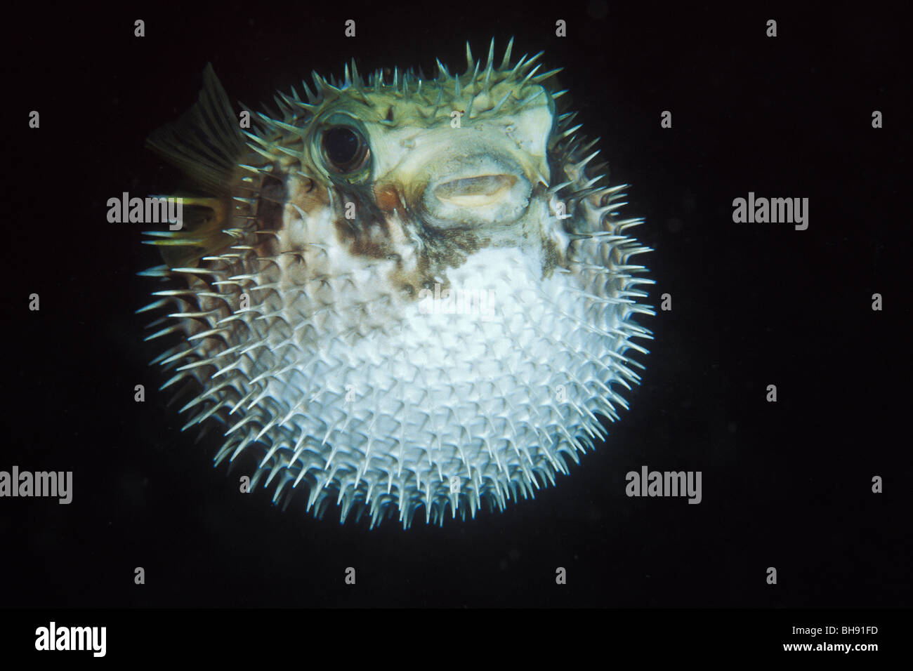 Inflated Black-blotched Porcupinefish, Diodon liturosus, Manado, Sulawesi, Indonesia Stock Photo