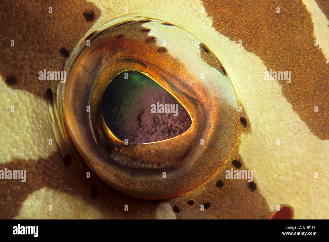 Eye of Nassau Grouper, Epinephelus striatus, Isla de la Juventud, Caribbean Sea, Cuba Stock Photo