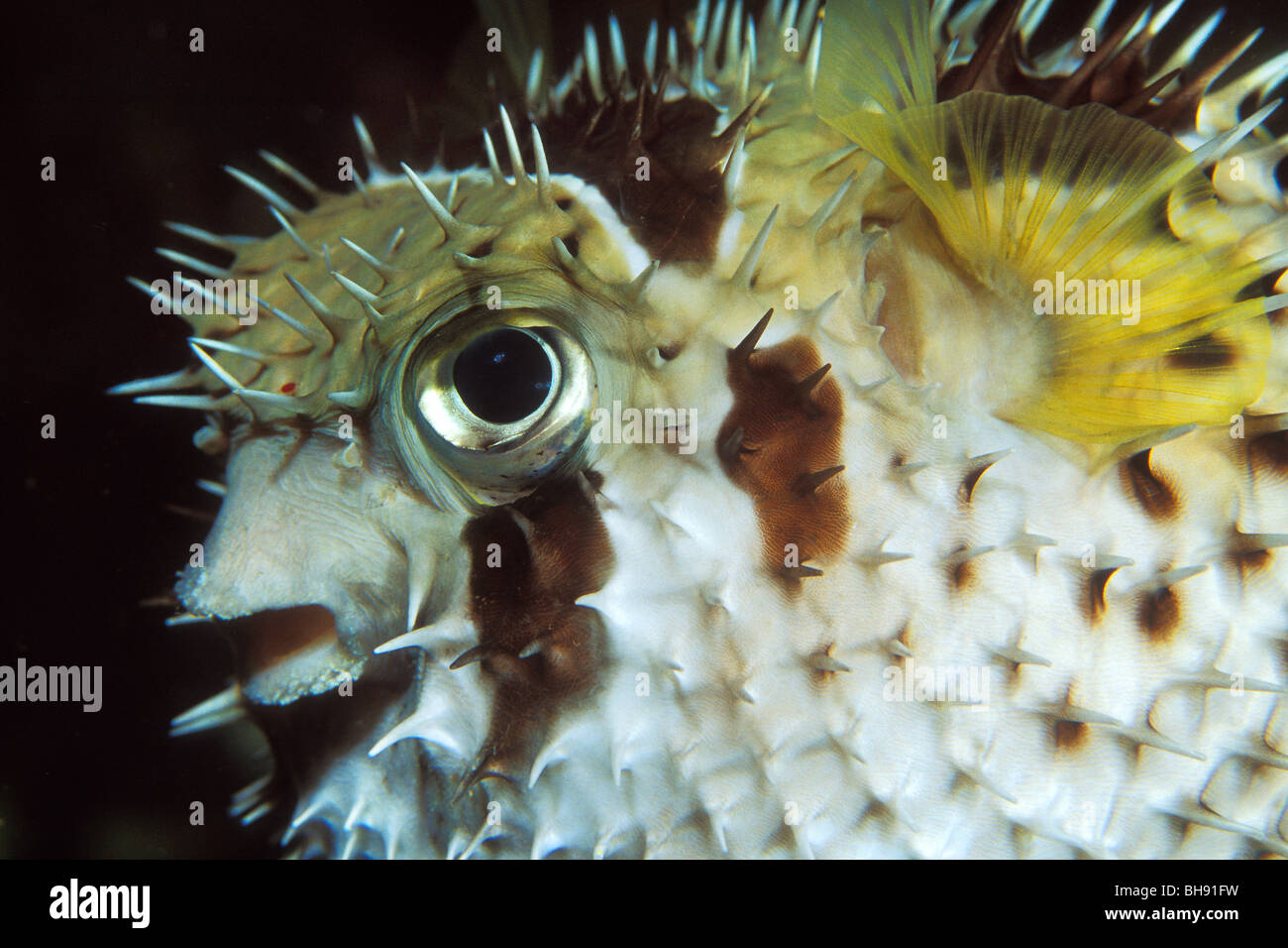 Black-blotched Porcupinefish, Diodon liturosus, Manado, Sulawesi, Indonesia Stock Photo