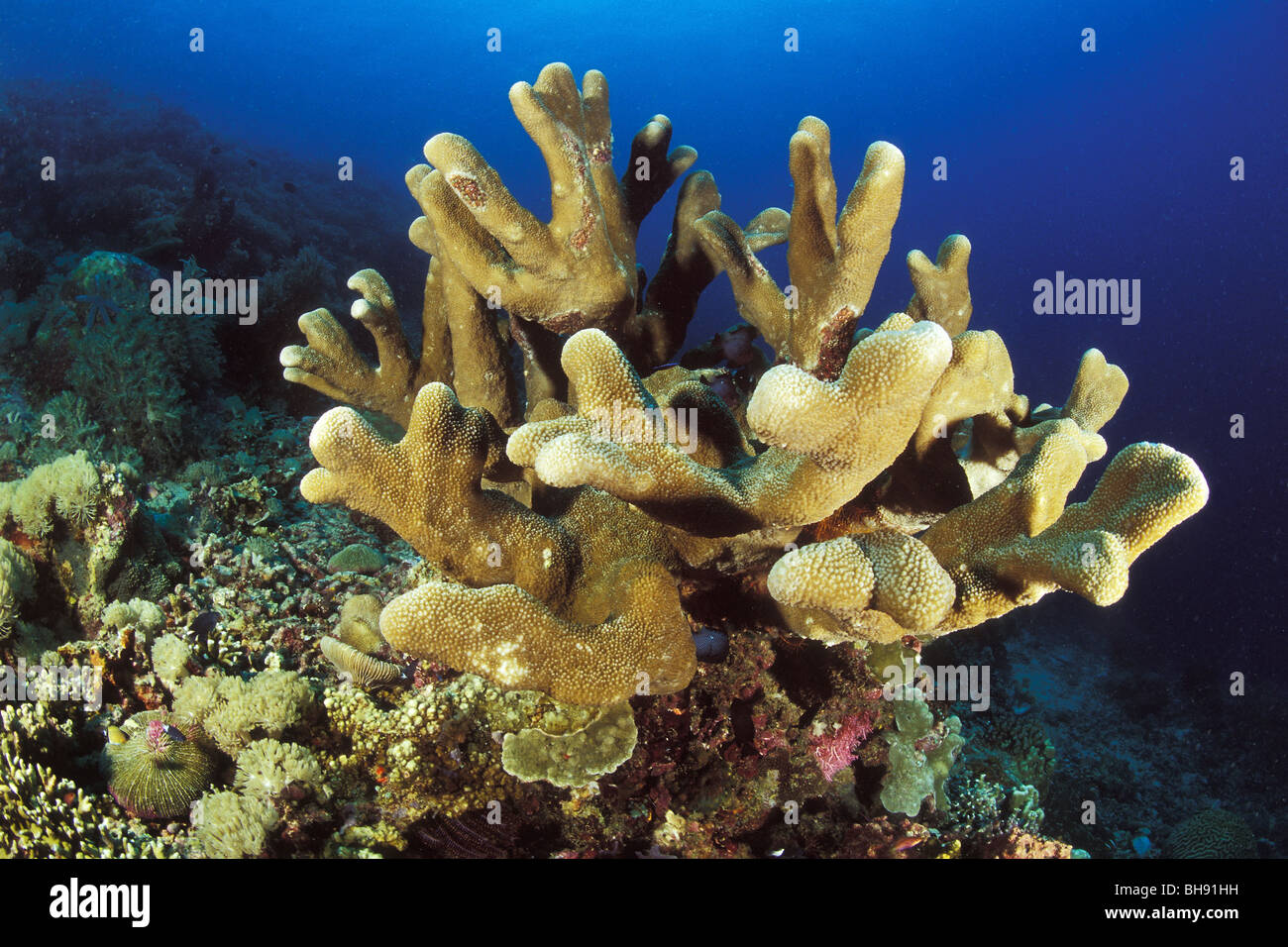 Antler Coral, Pocillopora eydouxi, Manado, Sulawesi, Indonesia Stock Photo