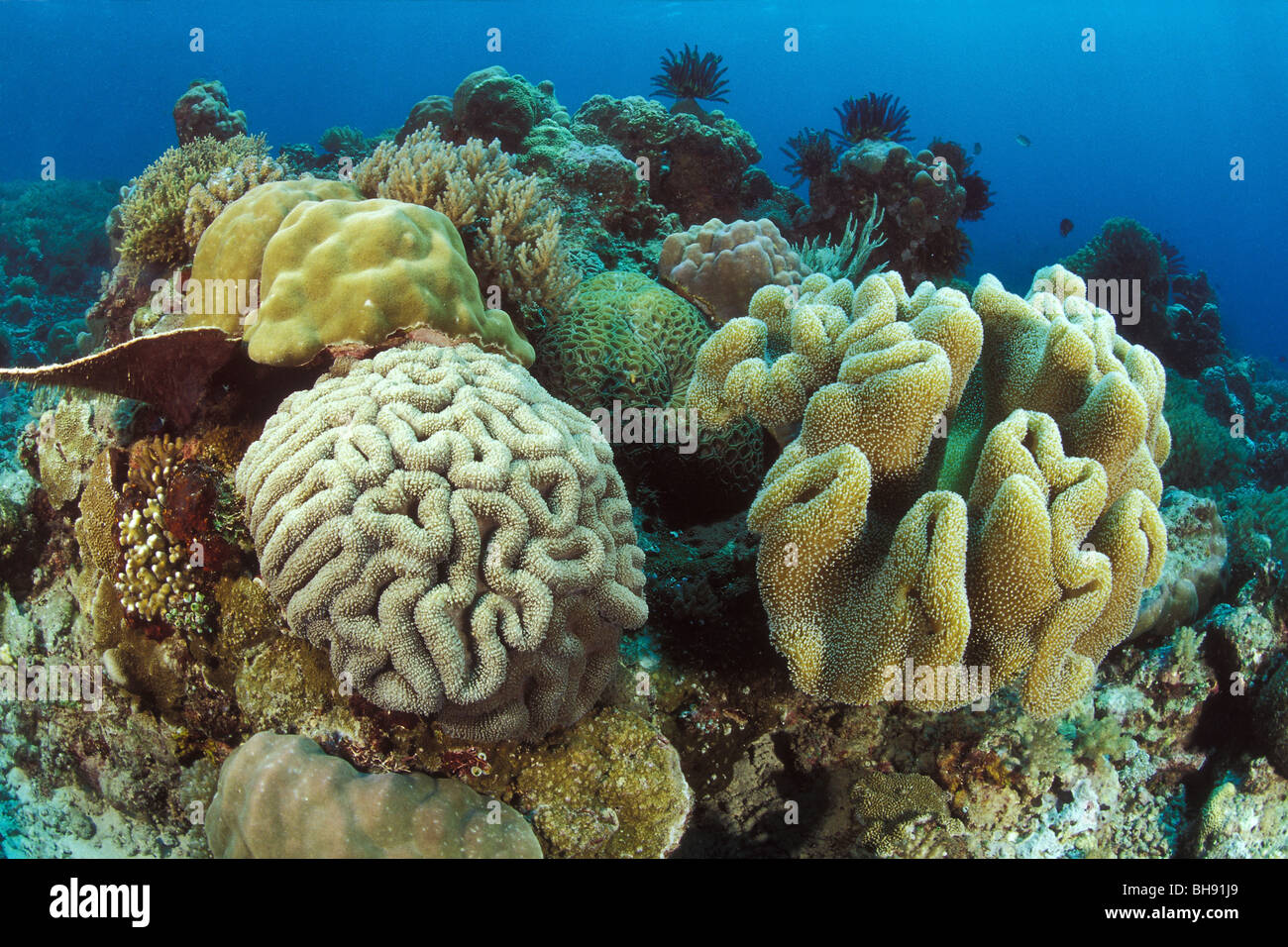 Leather Corals and Lobophyllia Corals, Sarcophyton sp., Lobophyllia sp., Bunaken Nationalpark, Sulawesi, Indonesia Stock Photo
