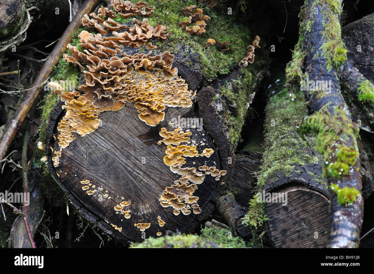 Fungi Hairy stereum fungus growing on dead wood, Cwm Ffynone, Wales