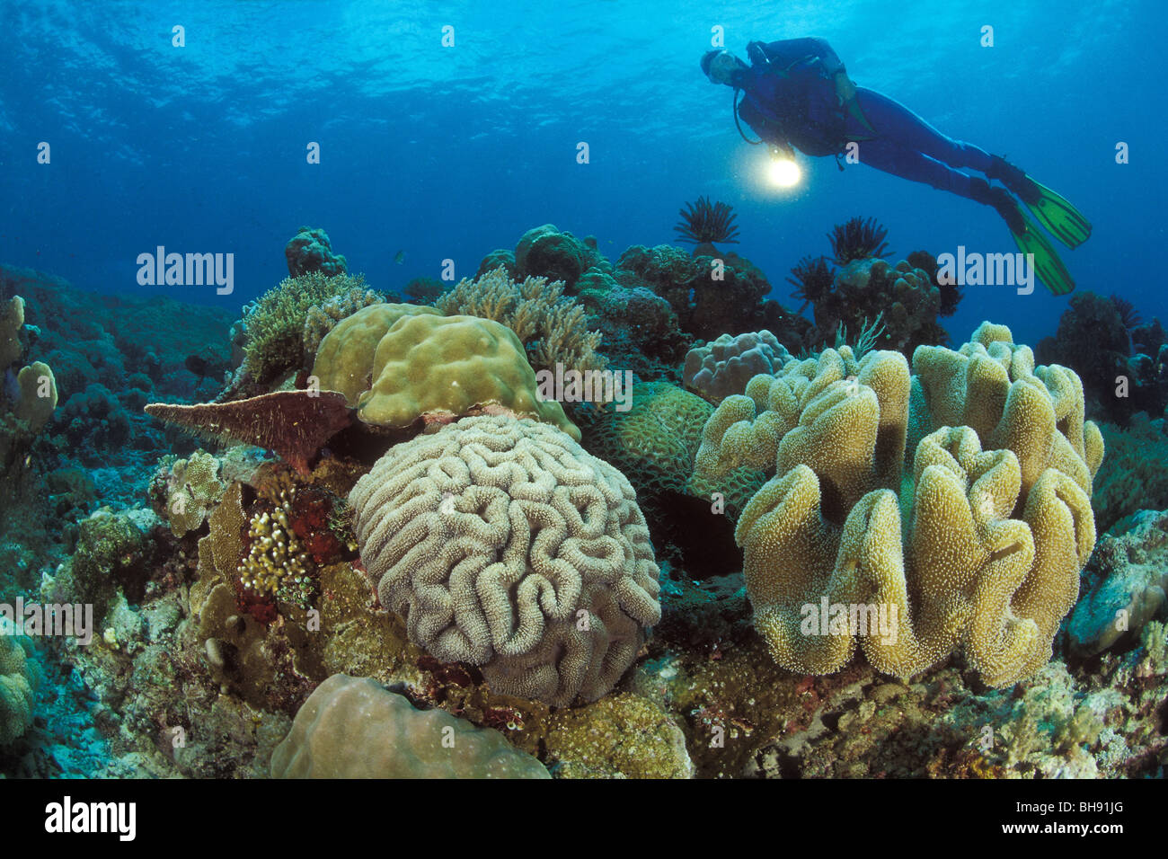 Leather Corals and Lobophyllia Corals, Sarcophyton sp., Lobophyllia sp., Bunaken Nationalpark, Sulawesi, Indonesia Stock Photo