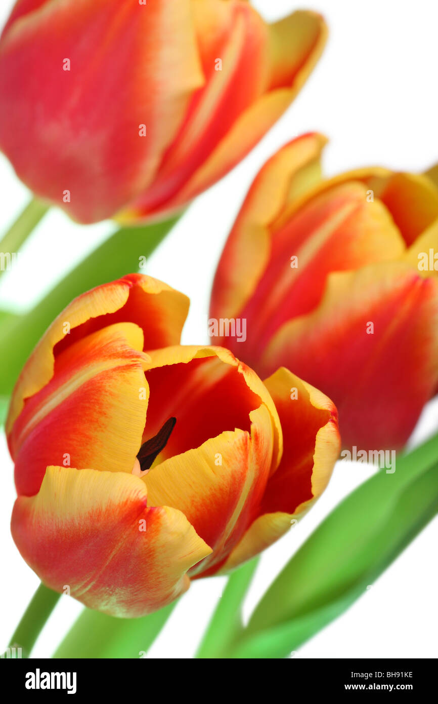 Beautiful tulips in full bloom Stock Photo - Alamy
