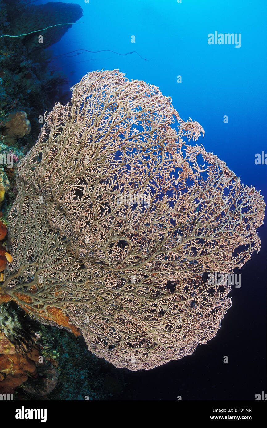 Gorgonian Sea Fan, Muricella sp., Bunaken Nationalpark, Sulawesi, Indonesia Stock Photo