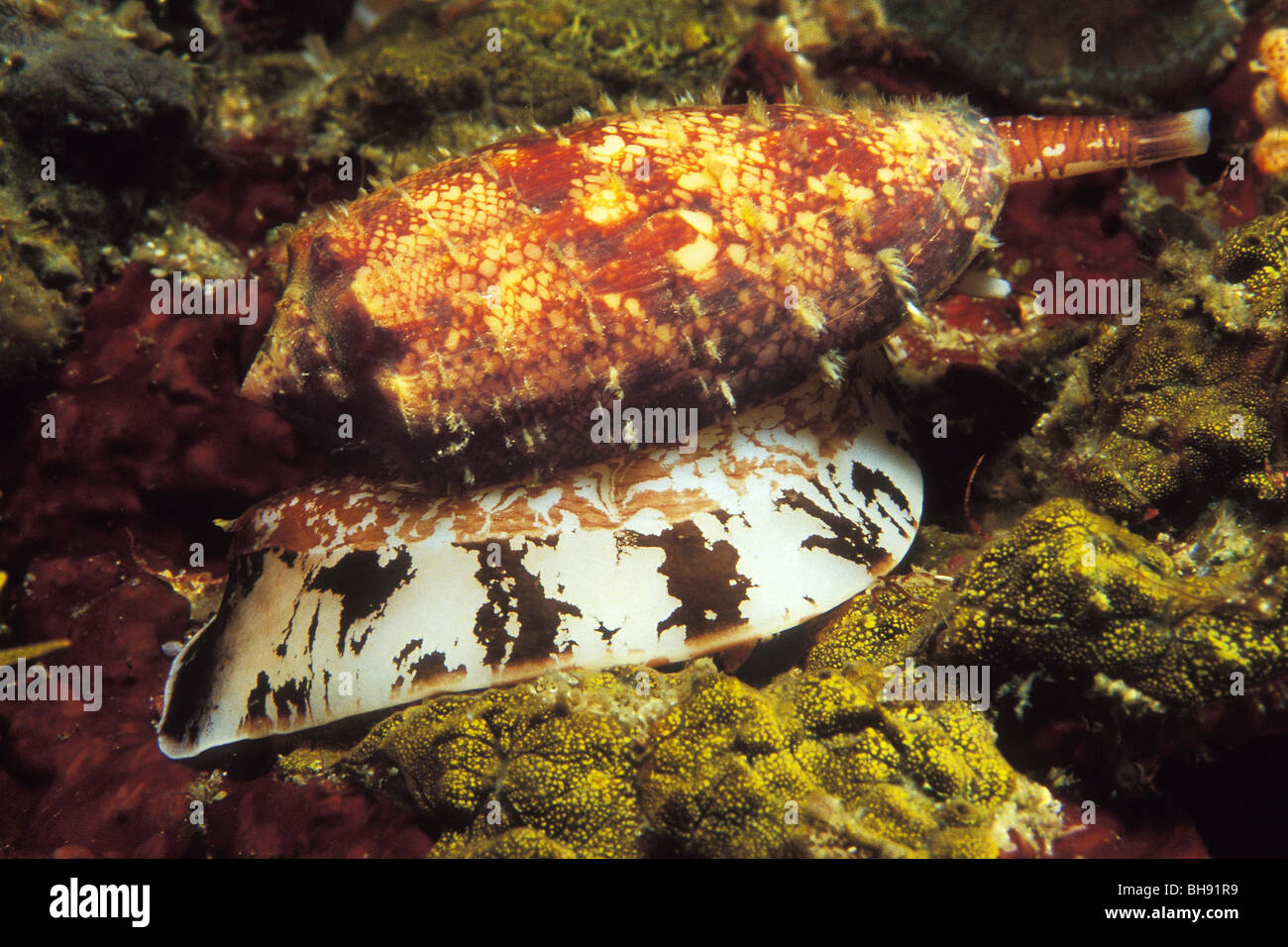 Venomous Geography Cone Snail, Conus geographus, Bunaken Nationalpark, Sulawesi, Indonesia Stock Photo