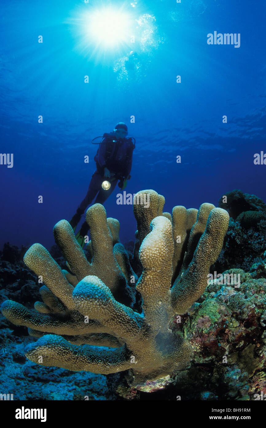 Diver and Antler Coral, Pocillopora eydouxi, Bunaken Nationalpark, Sulawesi, Indonesia Stock Photo