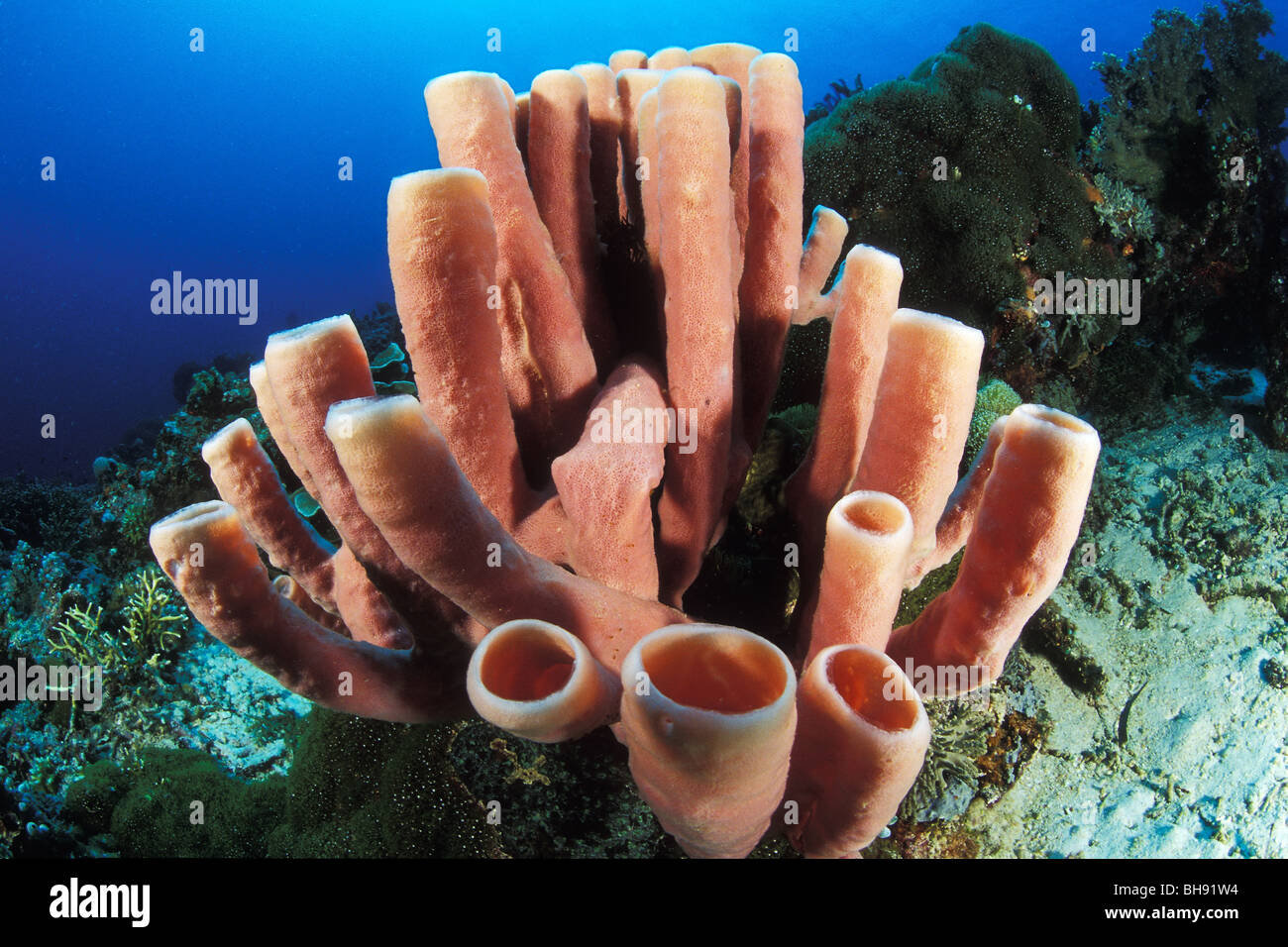 Tube sponges porifera bunaken nationalpark hires stock photography and