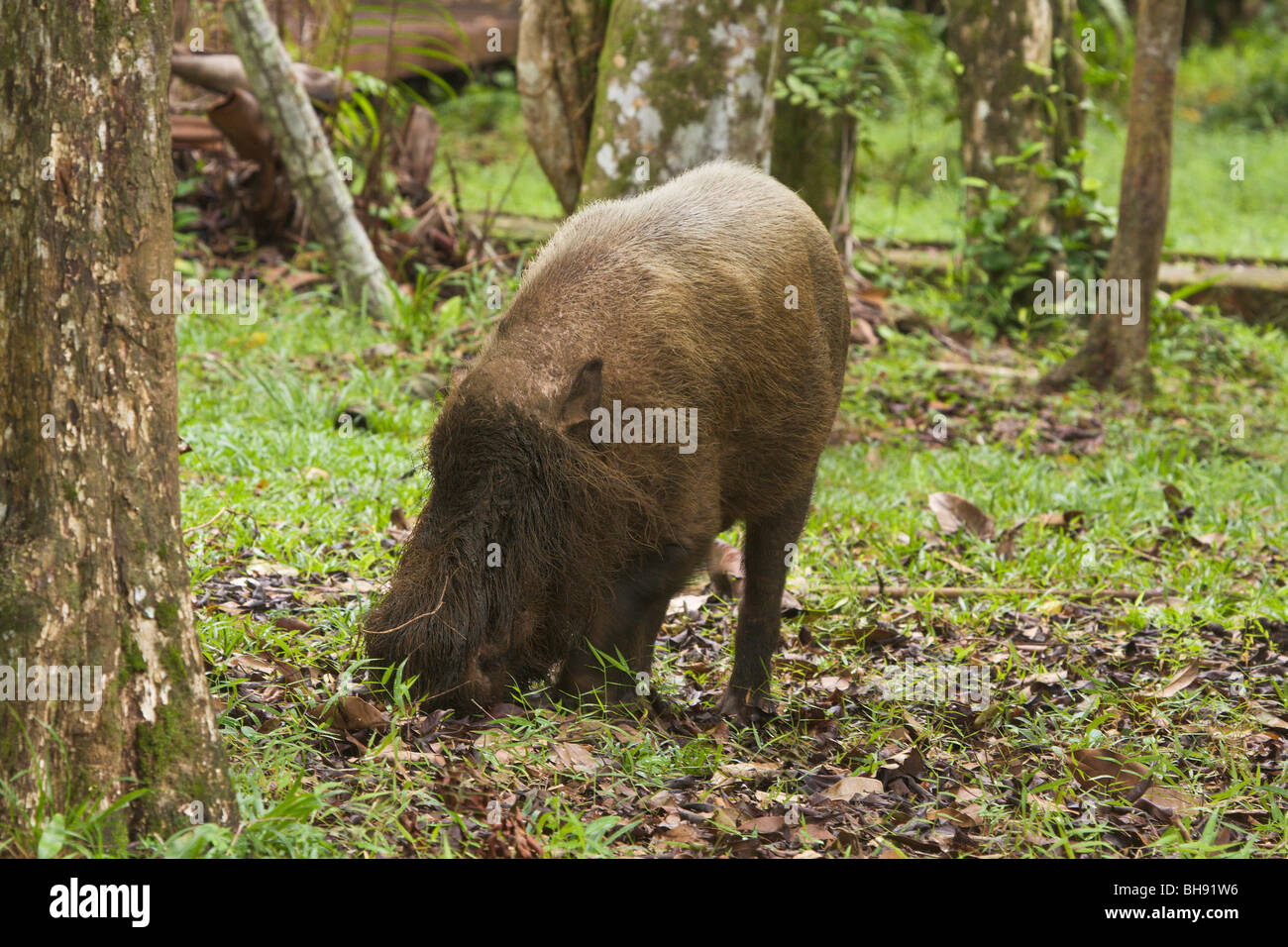 Bearded Pig, Sus barbatus Stock Photo Alamy