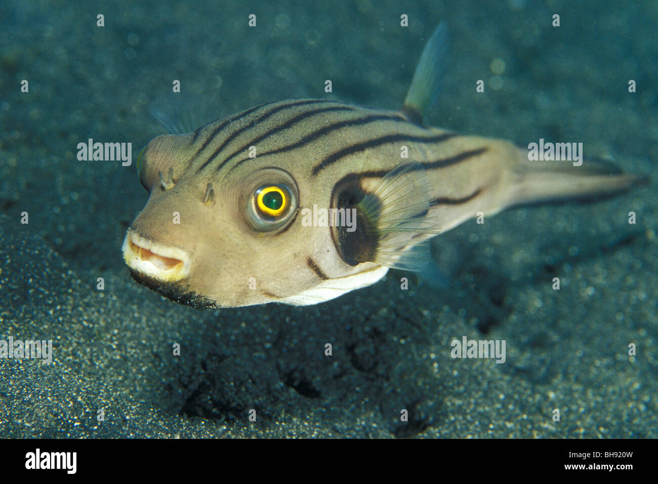 Striped Puffer, Arothron manilensis, Lembeh Strait, Sulawesi, Indonesia  Stock Photo - Alamy