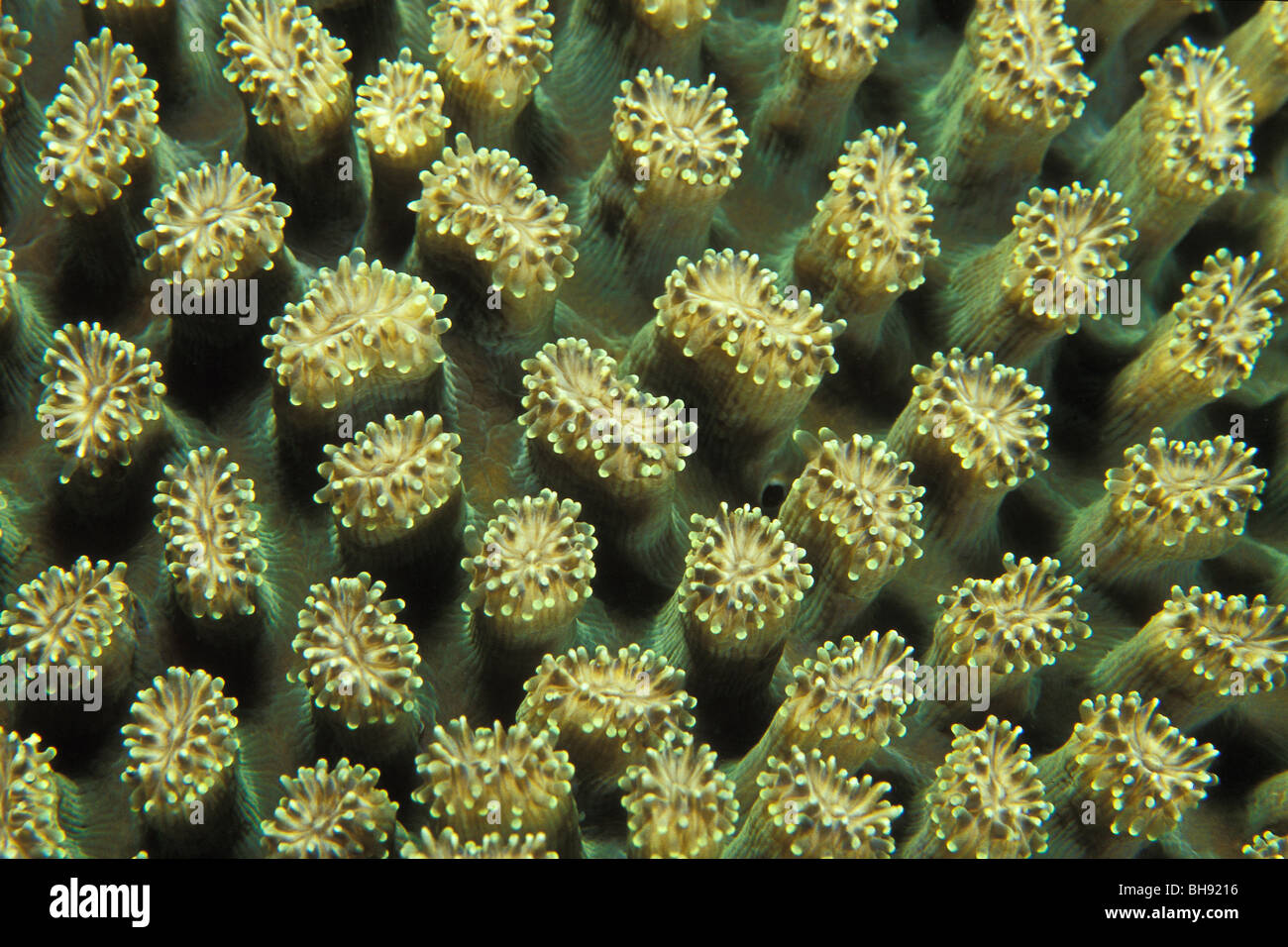 Texture of Coral, Galaxea fascicularis, Lembeh Strait, Sulawesi, Indonesia Stock Photo