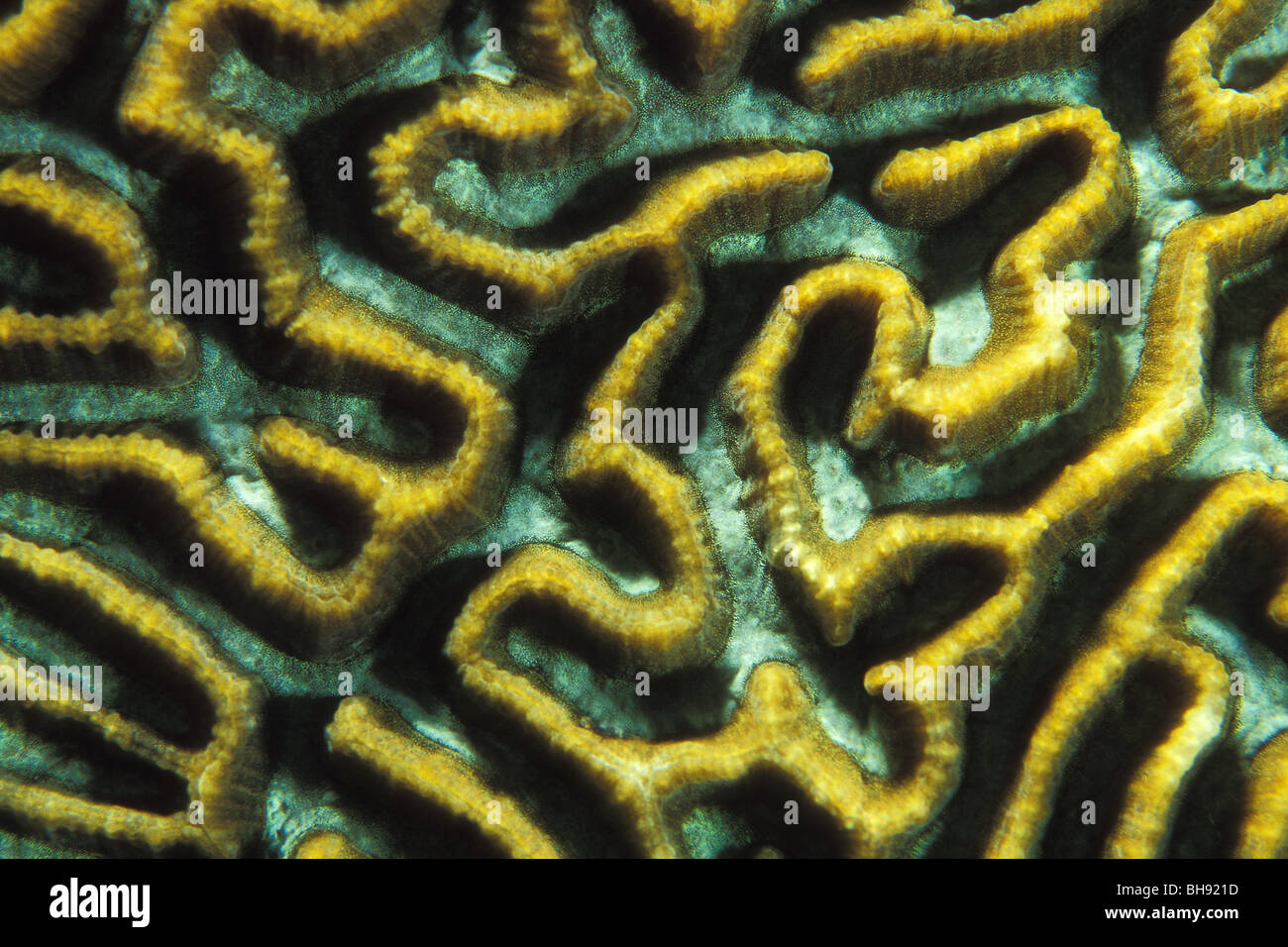 Lines of Brain Coral, Platygyra pini, Lembeh Strait, Sulawesi, Indonesia Stock Photo