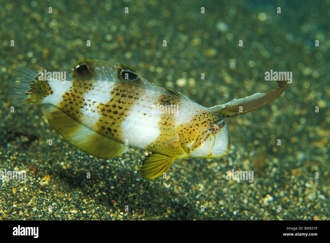 Juvenile Peacock Razorfish, Xyrichtys pavo, Lembeh Strait, Sulawesi, Indonesia Stock Photo