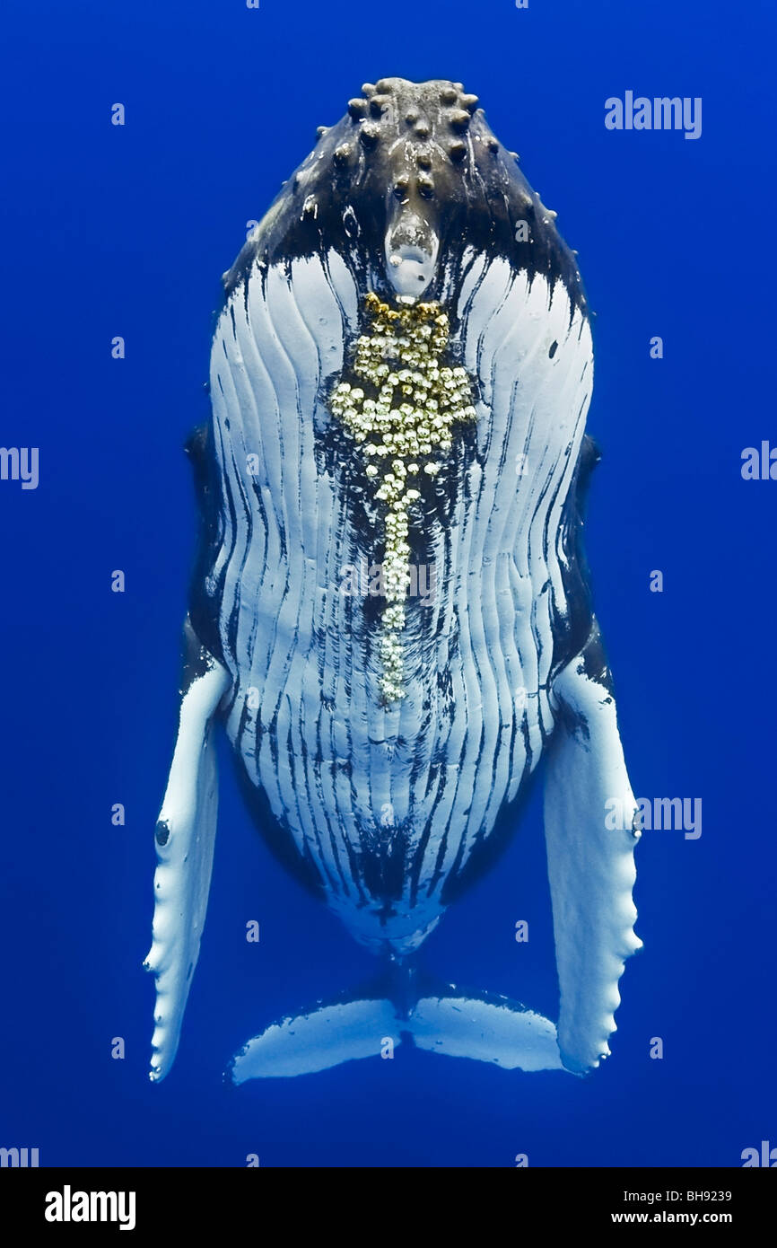 Humpback Whale, Megaptera novaeangliae, Big Island, Kona Coast, Hawaii, USA Stock Photo