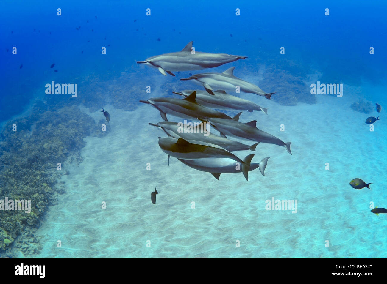 Pod of Hawaiian Spinner Dolphins, Stenella longirostris, Big Island, Kona Coast, Hawaii, USA Stock Photo