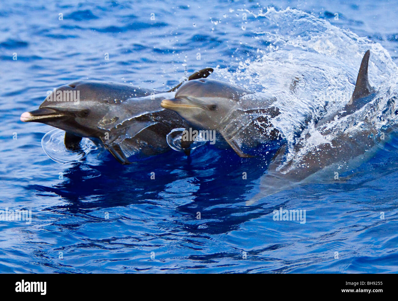 Pantropical Spotted Dolphins, Stenella attenuata, Big Island, Kona Coast, Hawaii, USA Stock Photo