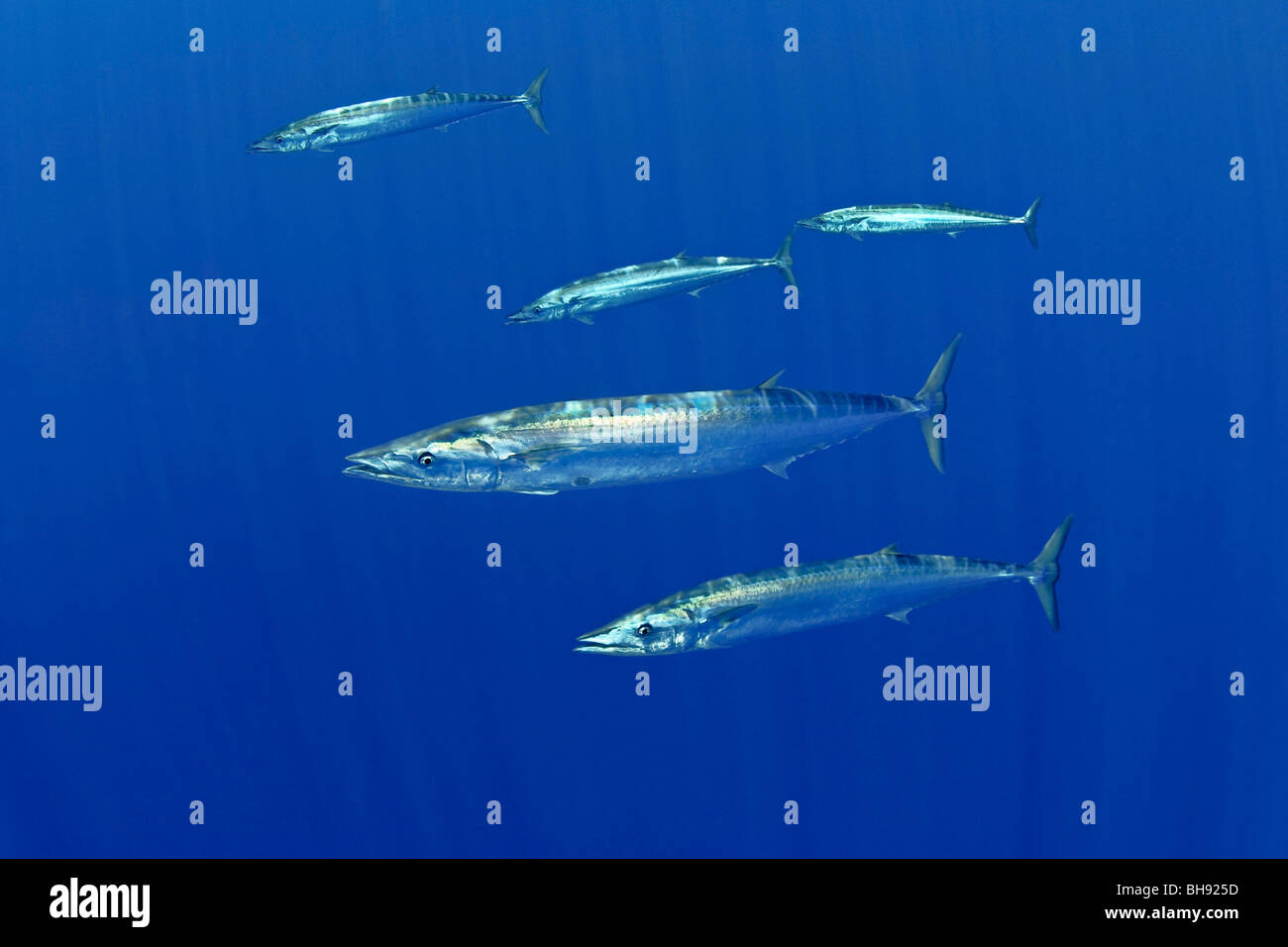 Schooling Wahoo, Pacific Kingfish, Acanthocybium solandri, Big Island, Kona Coast, Hawaii, USA Stock Photo