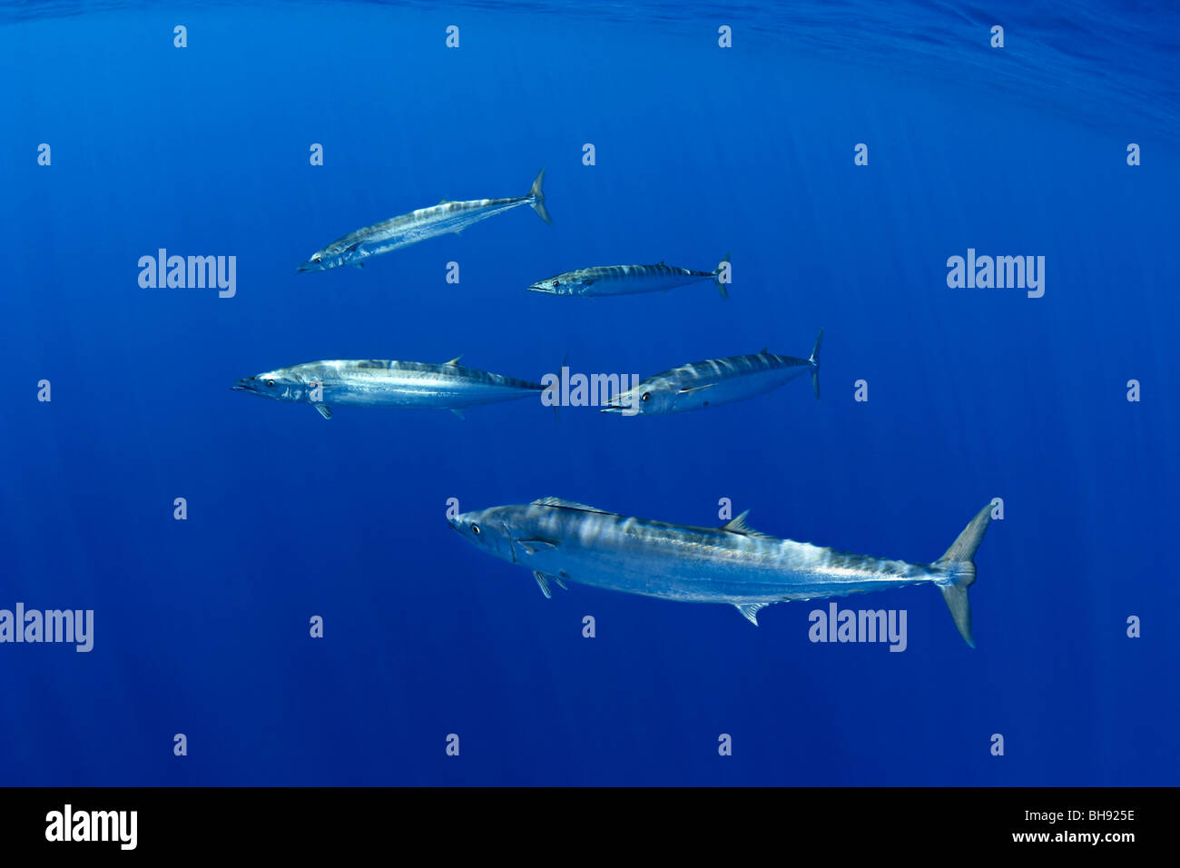 Schooling Wahoo, Pacific Kingfish, Acanthocybium solandri, Big Island, Kona Coast, Hawaii, USA Stock Photo