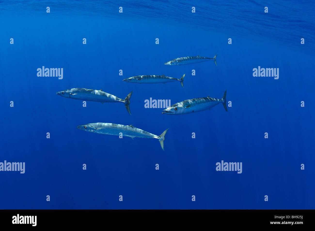King mackerel wahoo hires stock photography and images Alamy