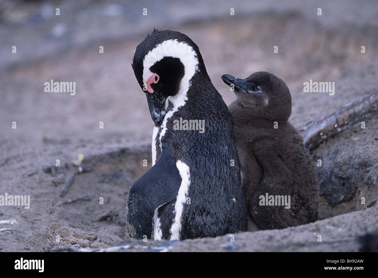 African Penguin Banded Penguin With Chick Spheniscus Demersus