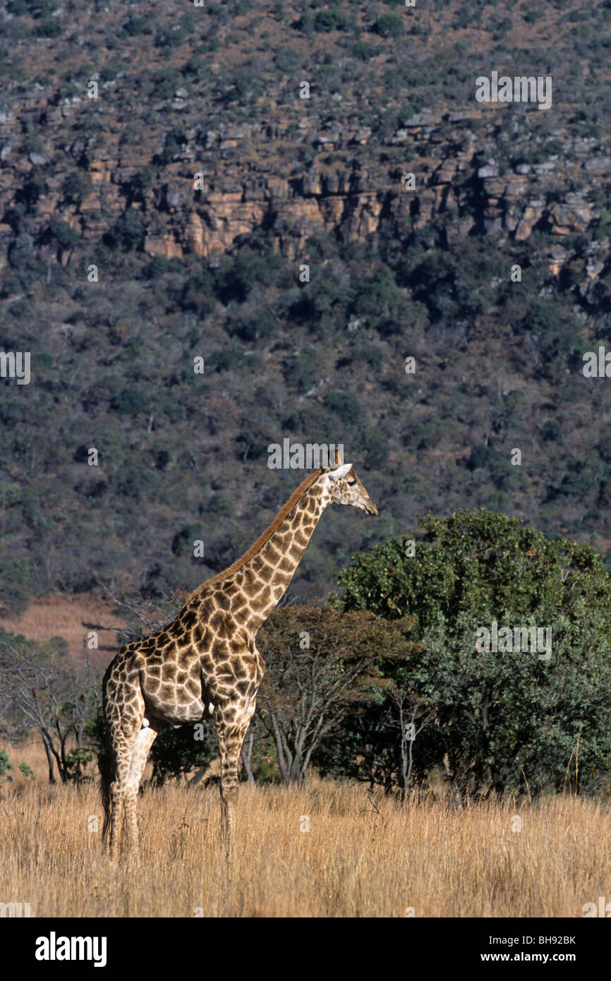 Giraffe, Giraffa camelopardalis, Hluhluwe Umfolozi Park, Kwazulu-Natal, South Africa Stock Photo