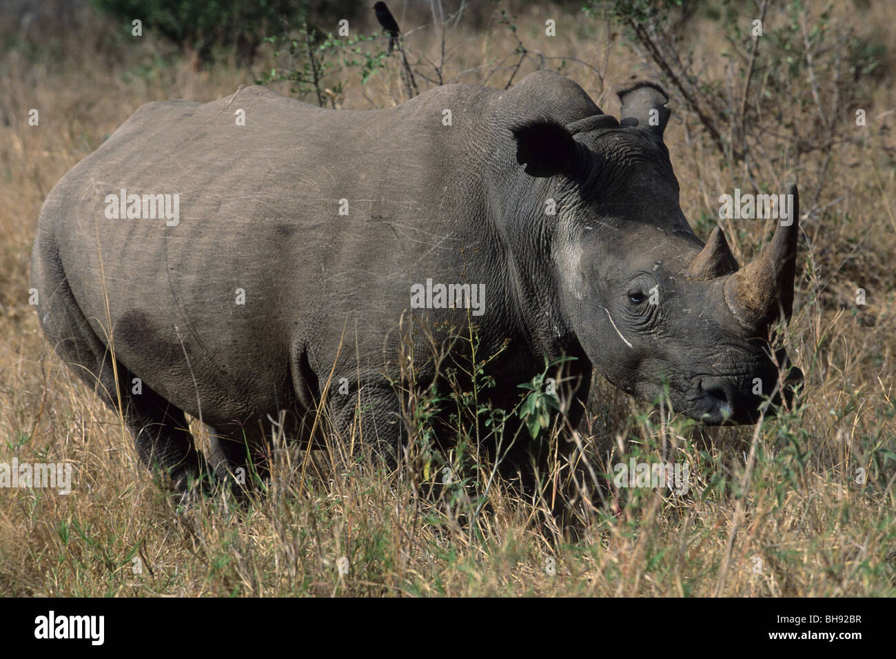 White rhinoceros, Ceratotherium simum, Hluhluwe Umfolozi Park, Kwazulu-Natal, South Africa Stock Photo