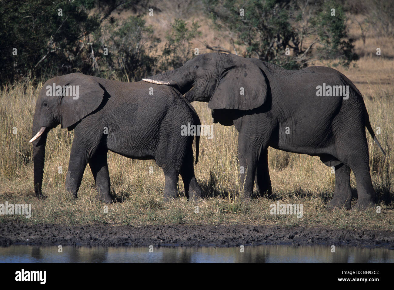 Couple of African Elephants, Loxodonta africana, Hluhluwe Umfolozi Park, Kwazulu-Natal, South Africa Stock Photo