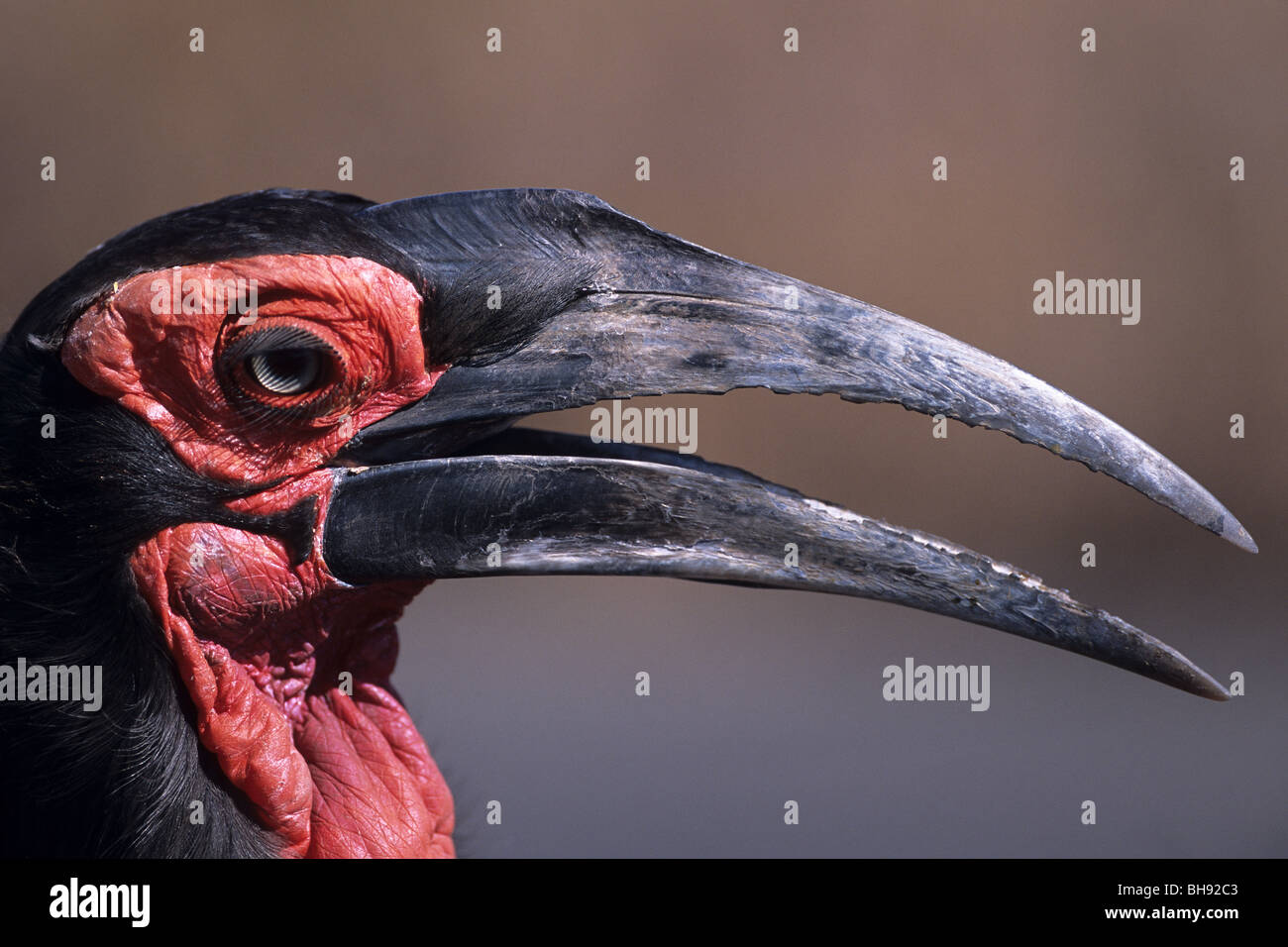 Southern Ground Hornbill, Bucorvus leadbeateri, Hluhluwe Umfolozi Park, Kwazulu-Natal, South Africa Stock Photo